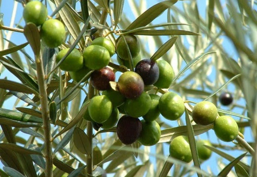 olive oil for afro hair