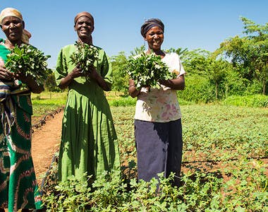 African agriculture and african nature