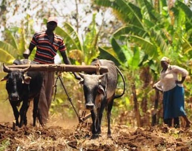 African and Nigerian farmers