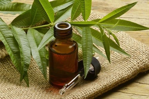 tea tree oil for afro hair