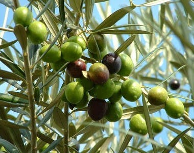 olive oil for afro hair