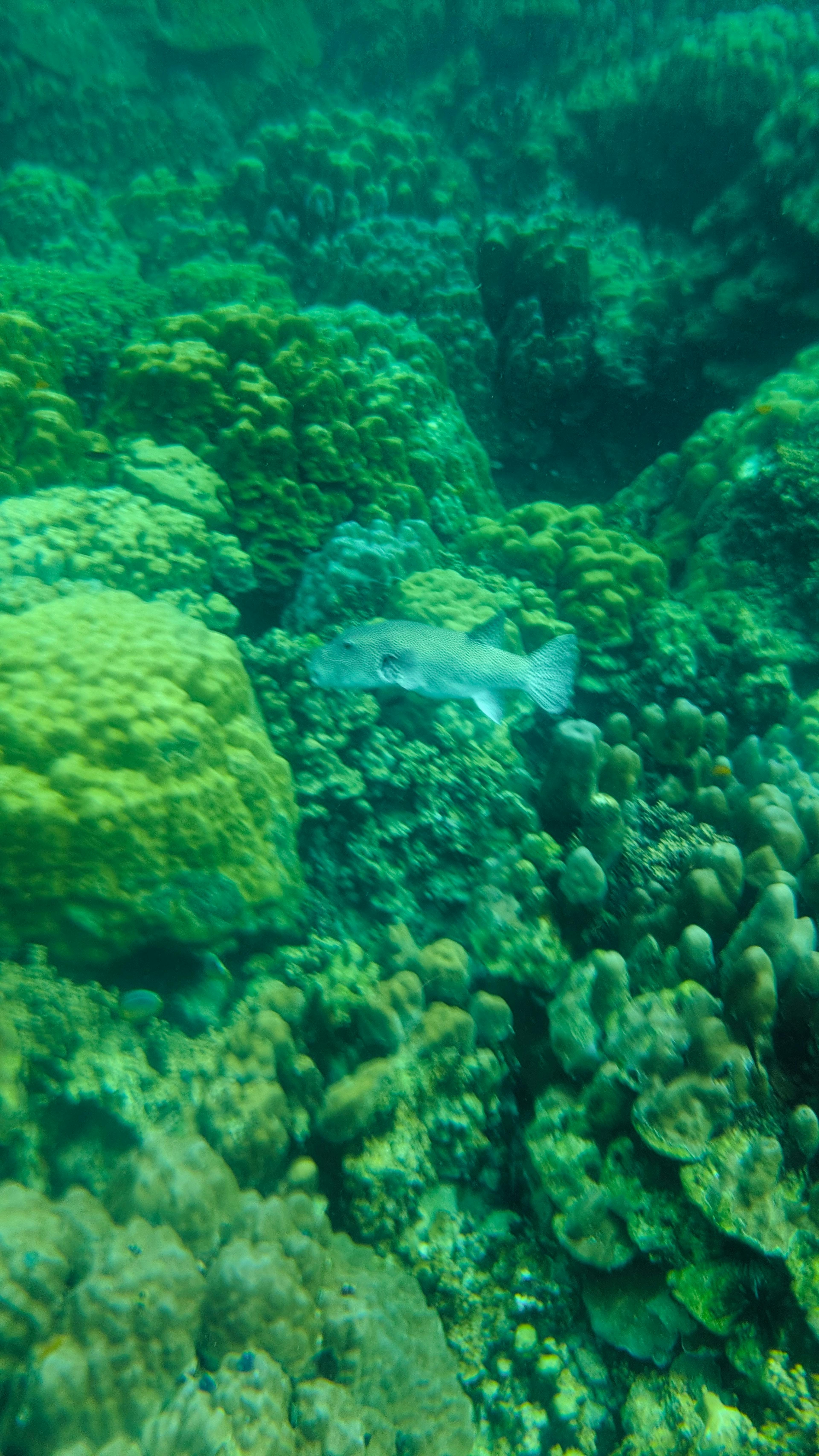 Snorkelling at Koh Rok