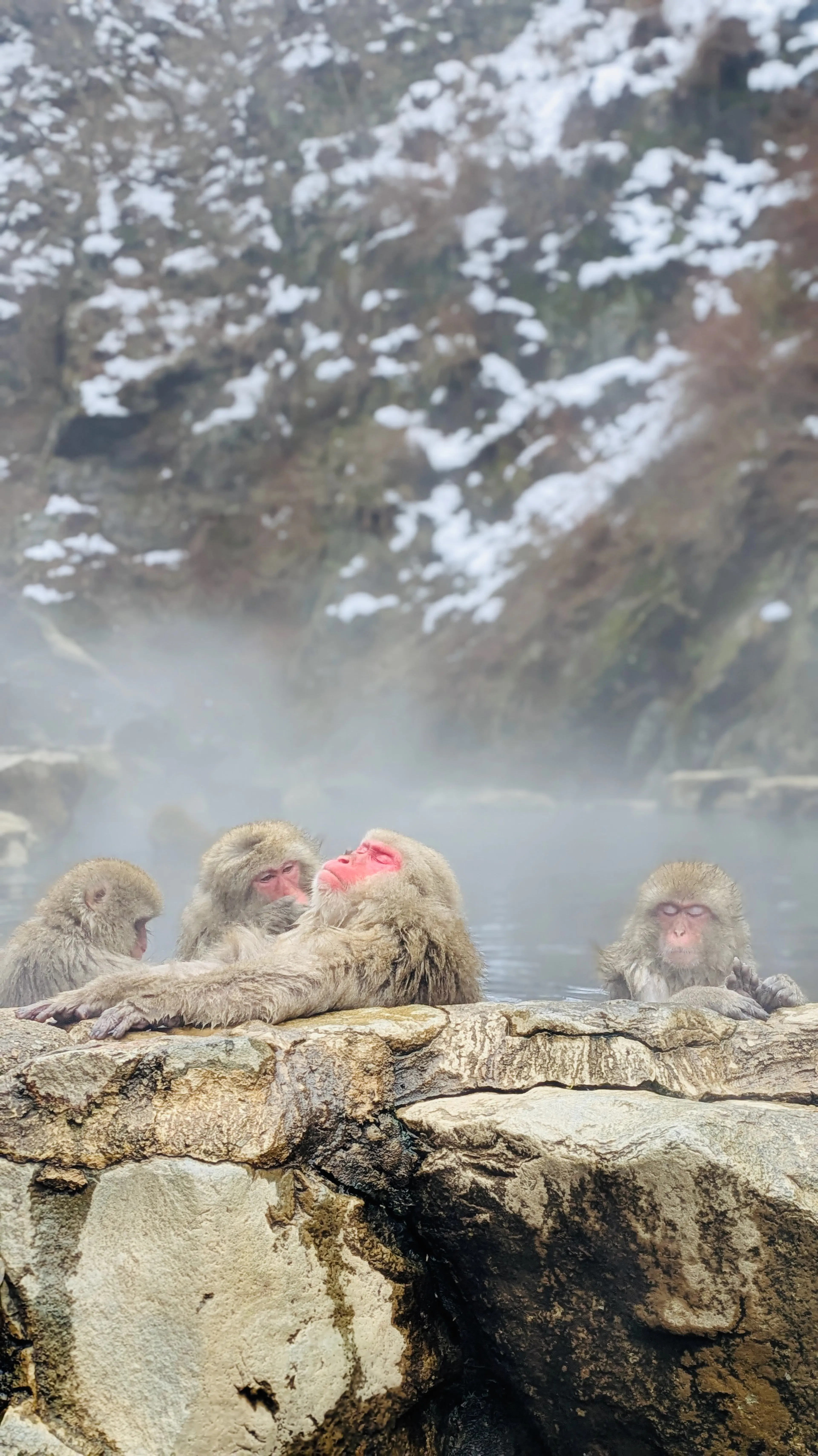 Snow monkeys living their best life!