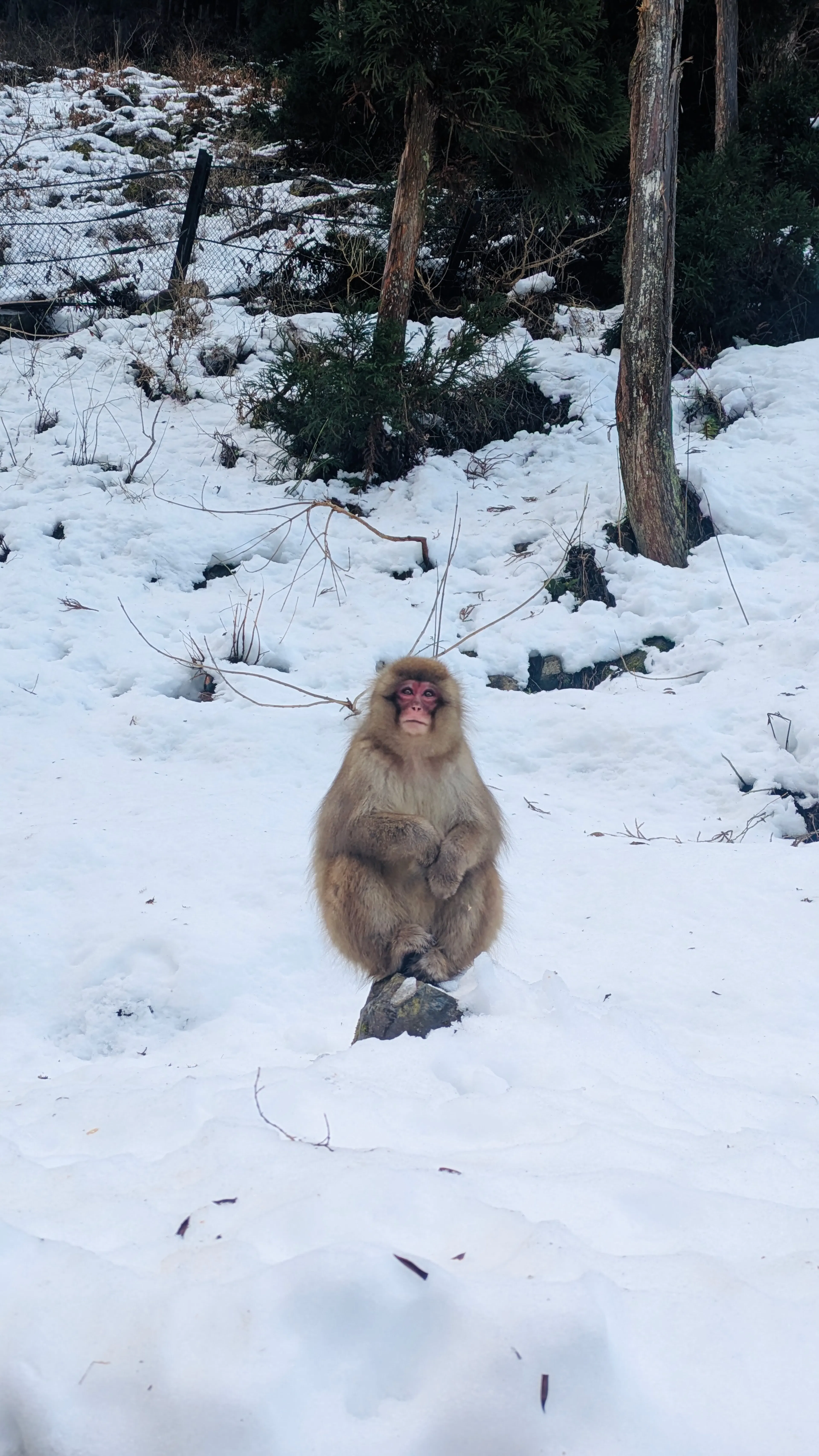 Gorgeous snow monkey