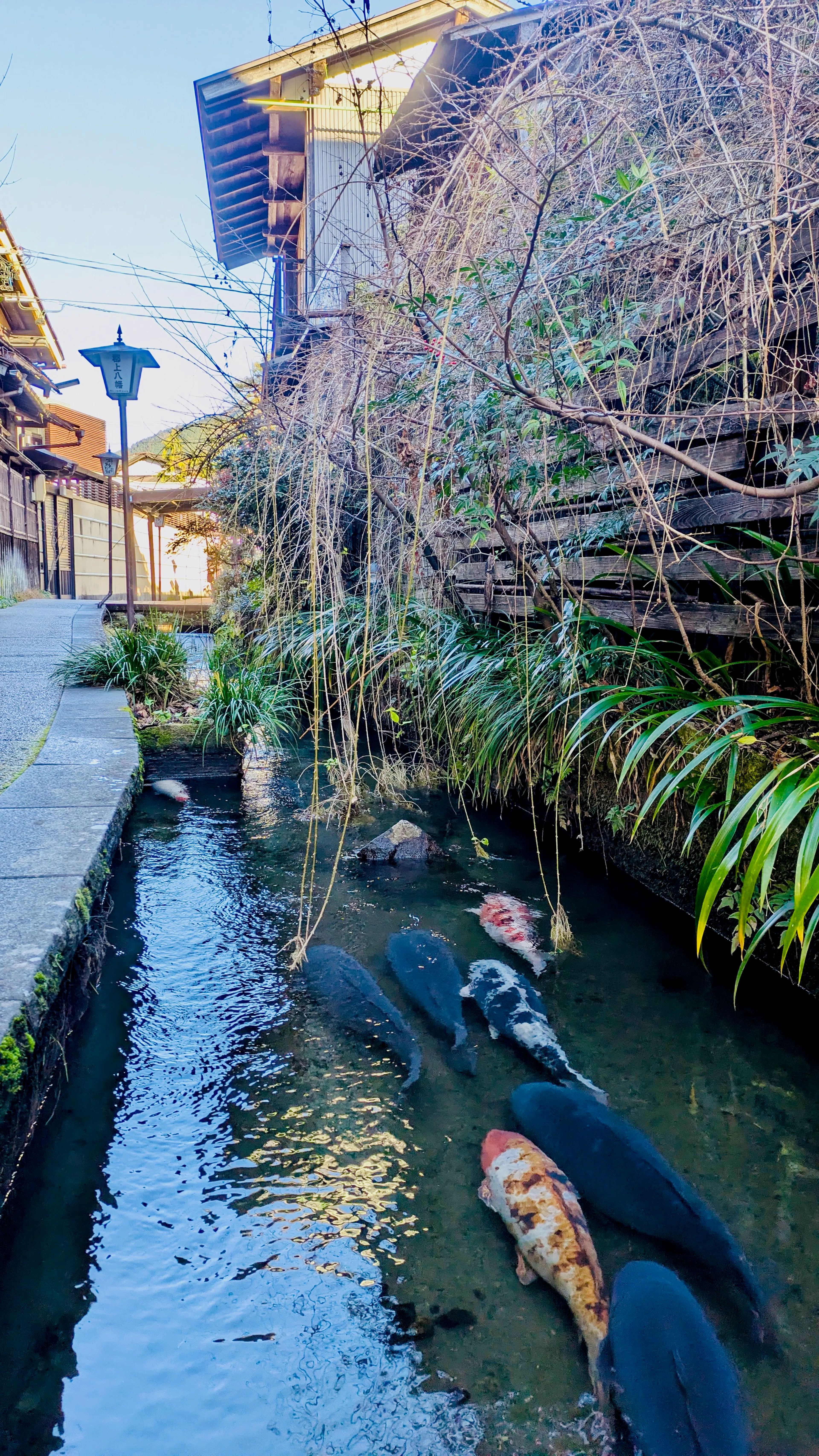 Giant carps in Igawa Lane