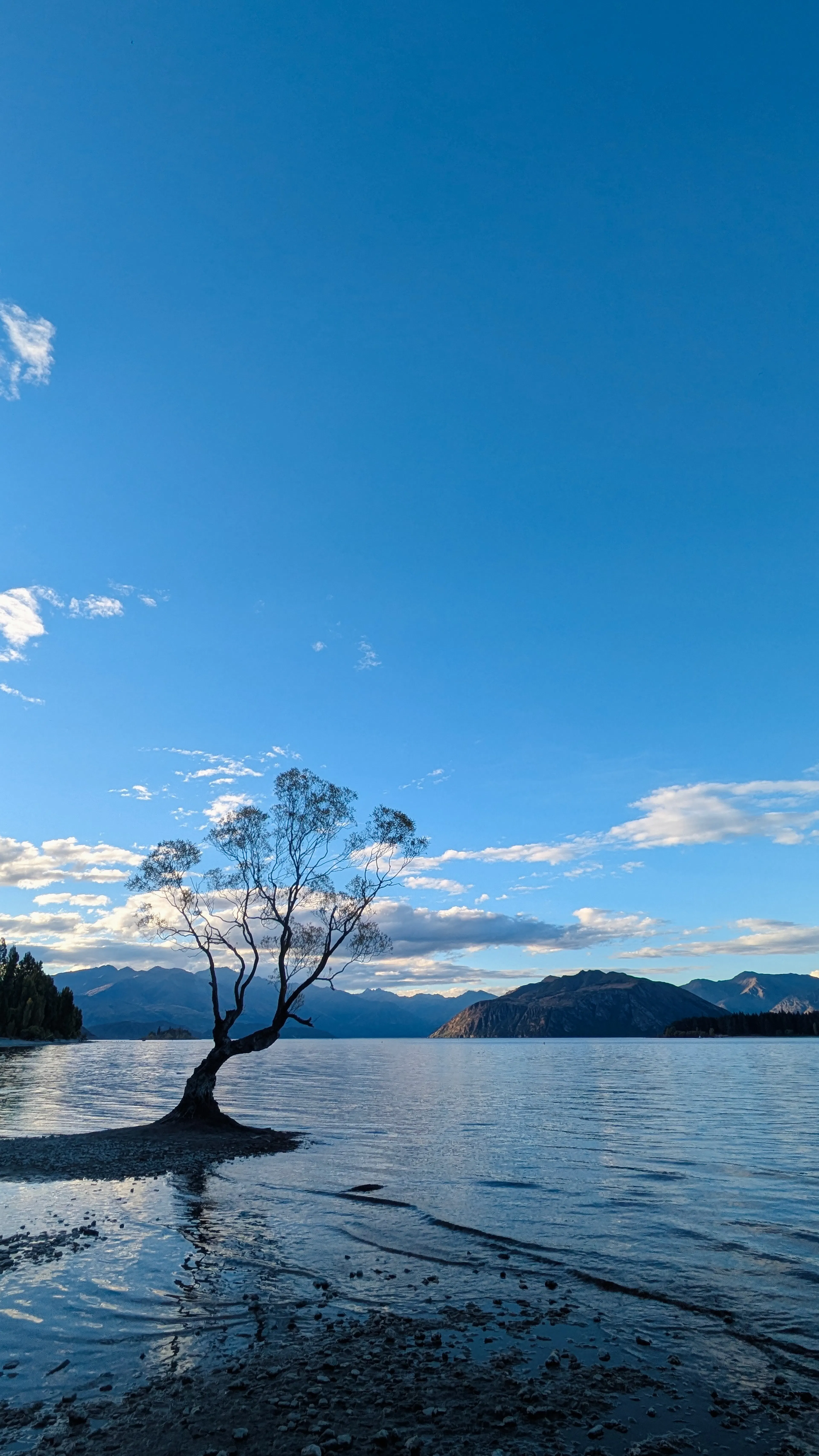 That Wanaka Tree
