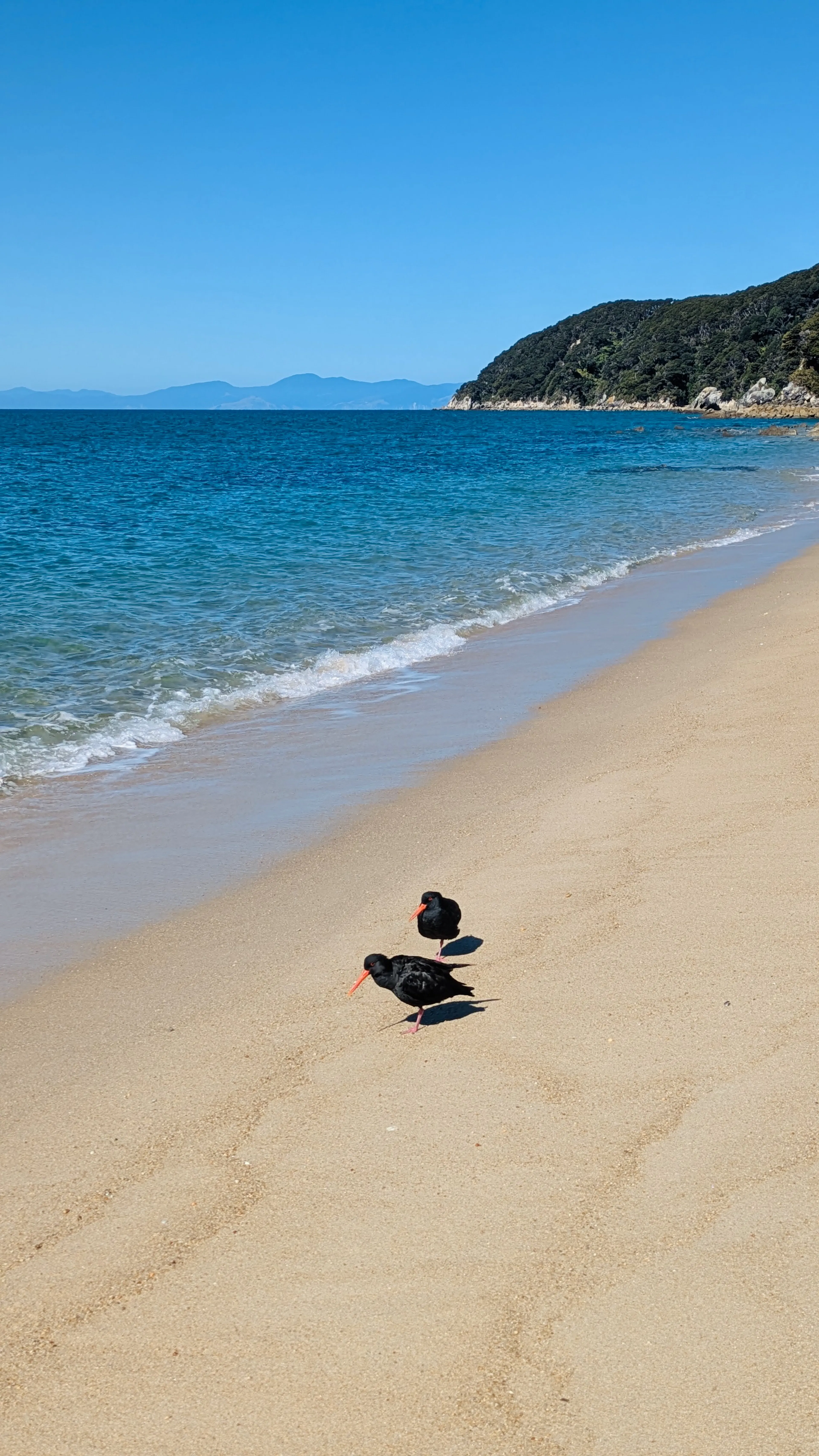 Oystercatchers on Abel Tasman beaches