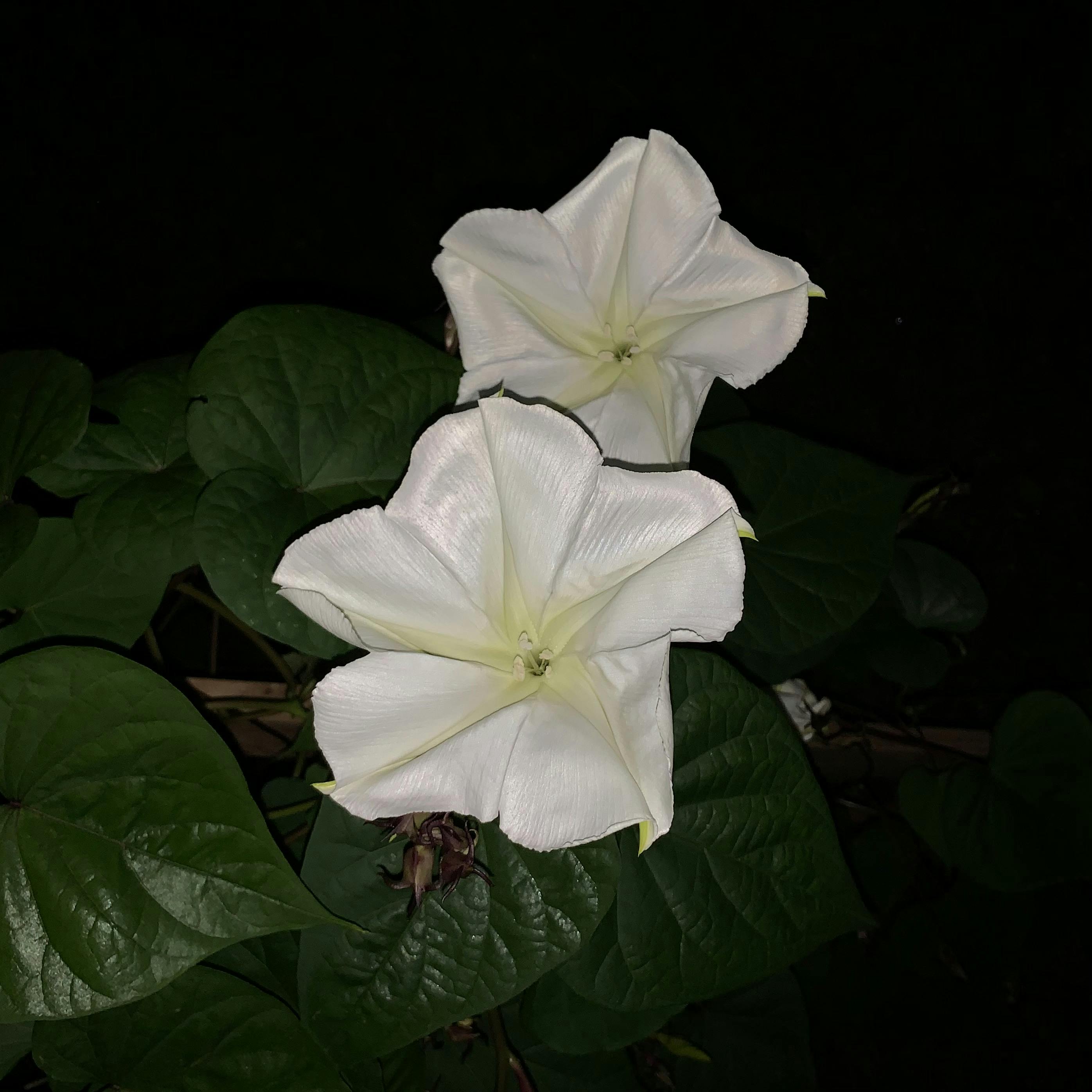 Moonflowers blooming at night