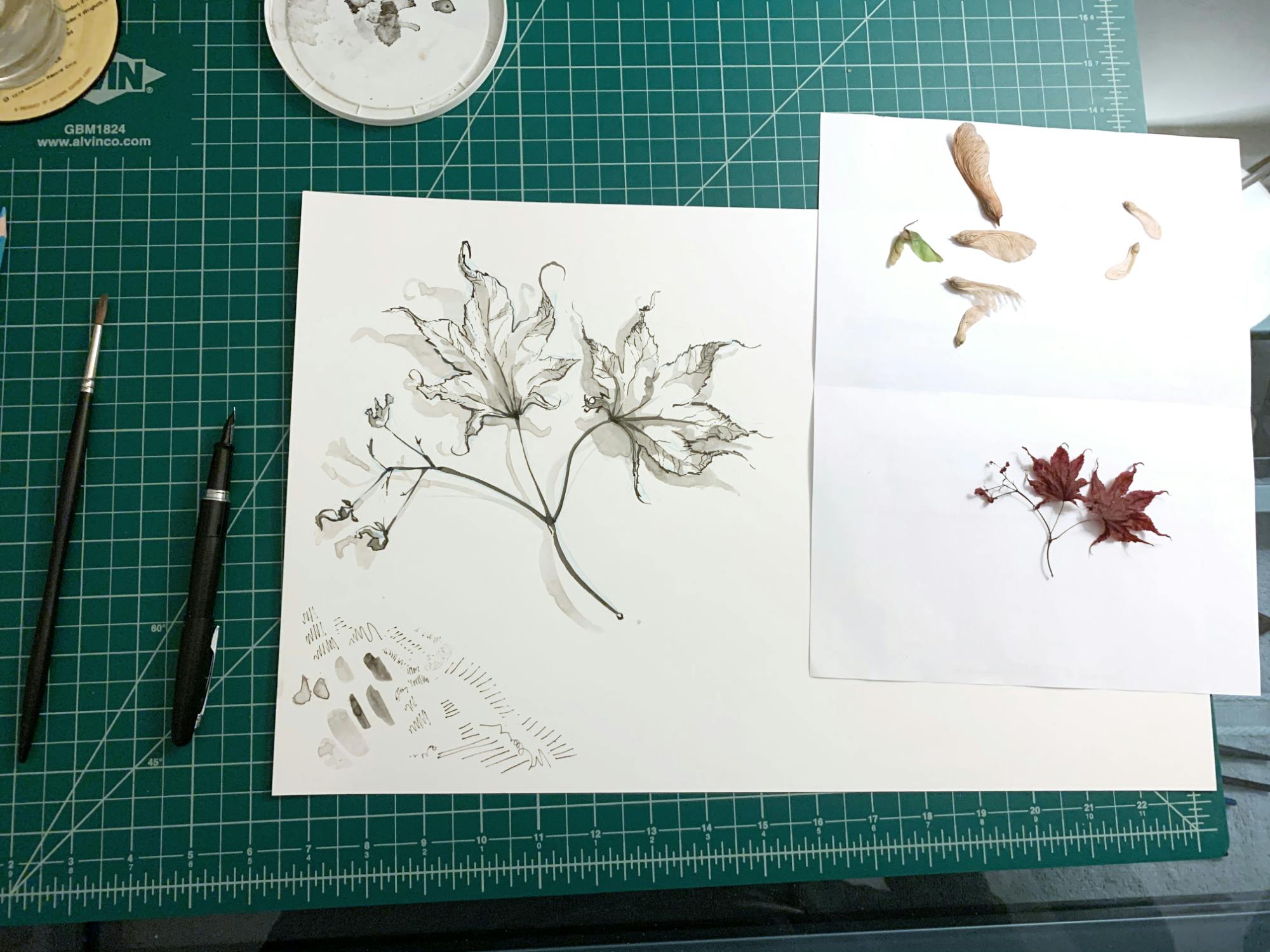 Japanese Maple leaves drawing and its reference
