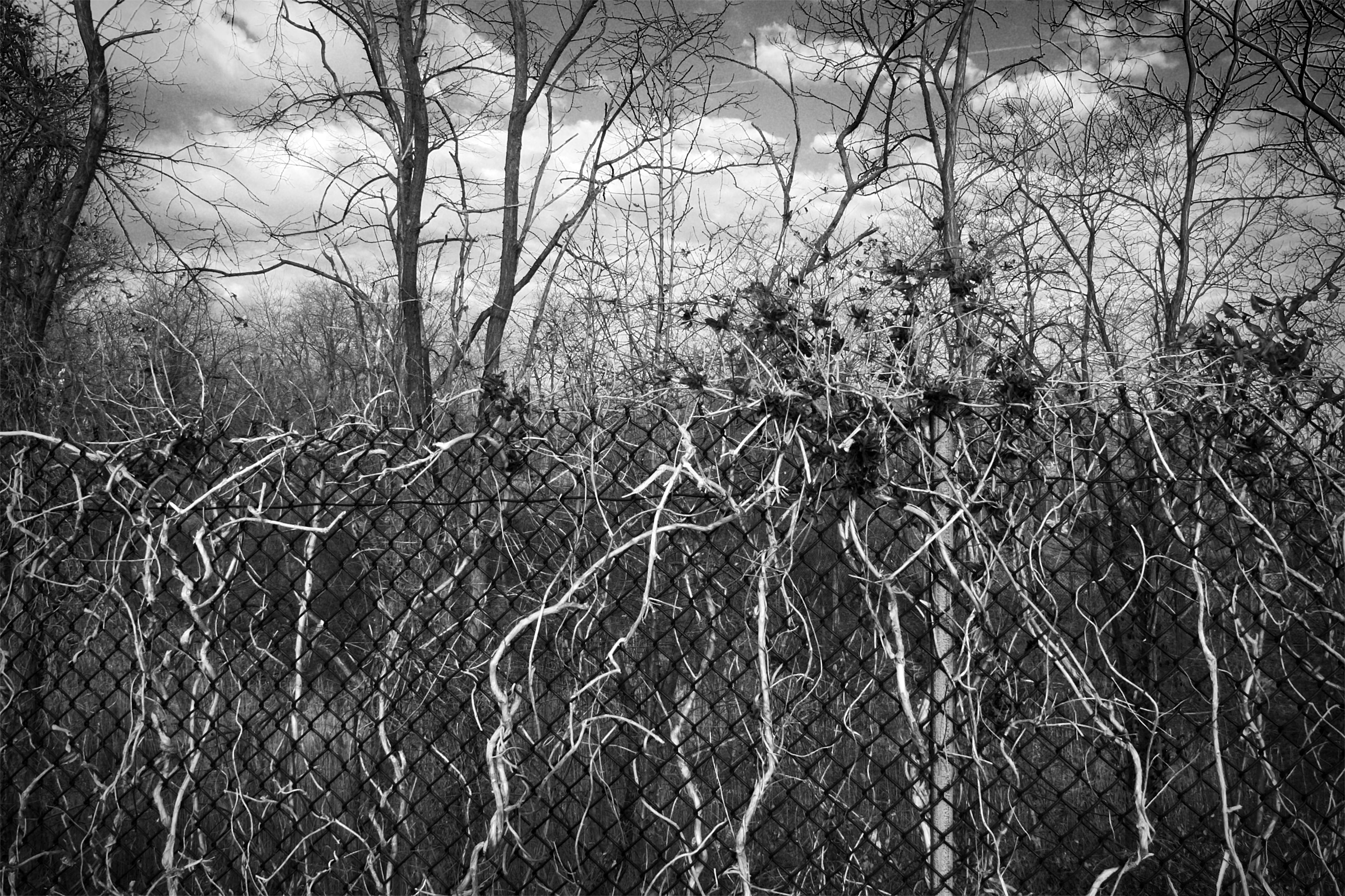 Black and white photo: a semi-abstract pattern of trees, chain-link fence, and vines intertwine against a cloudy sky.