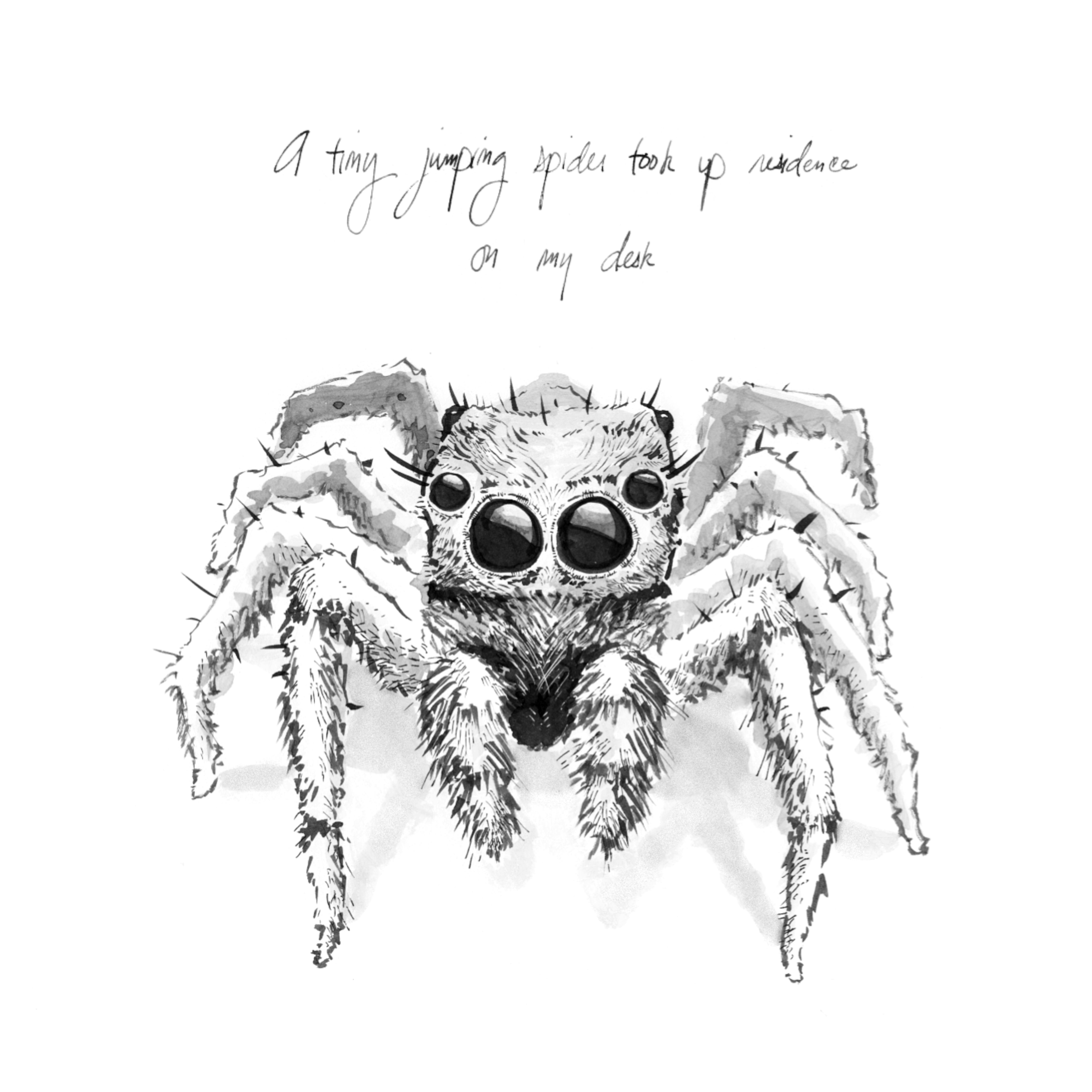 Jumping spider