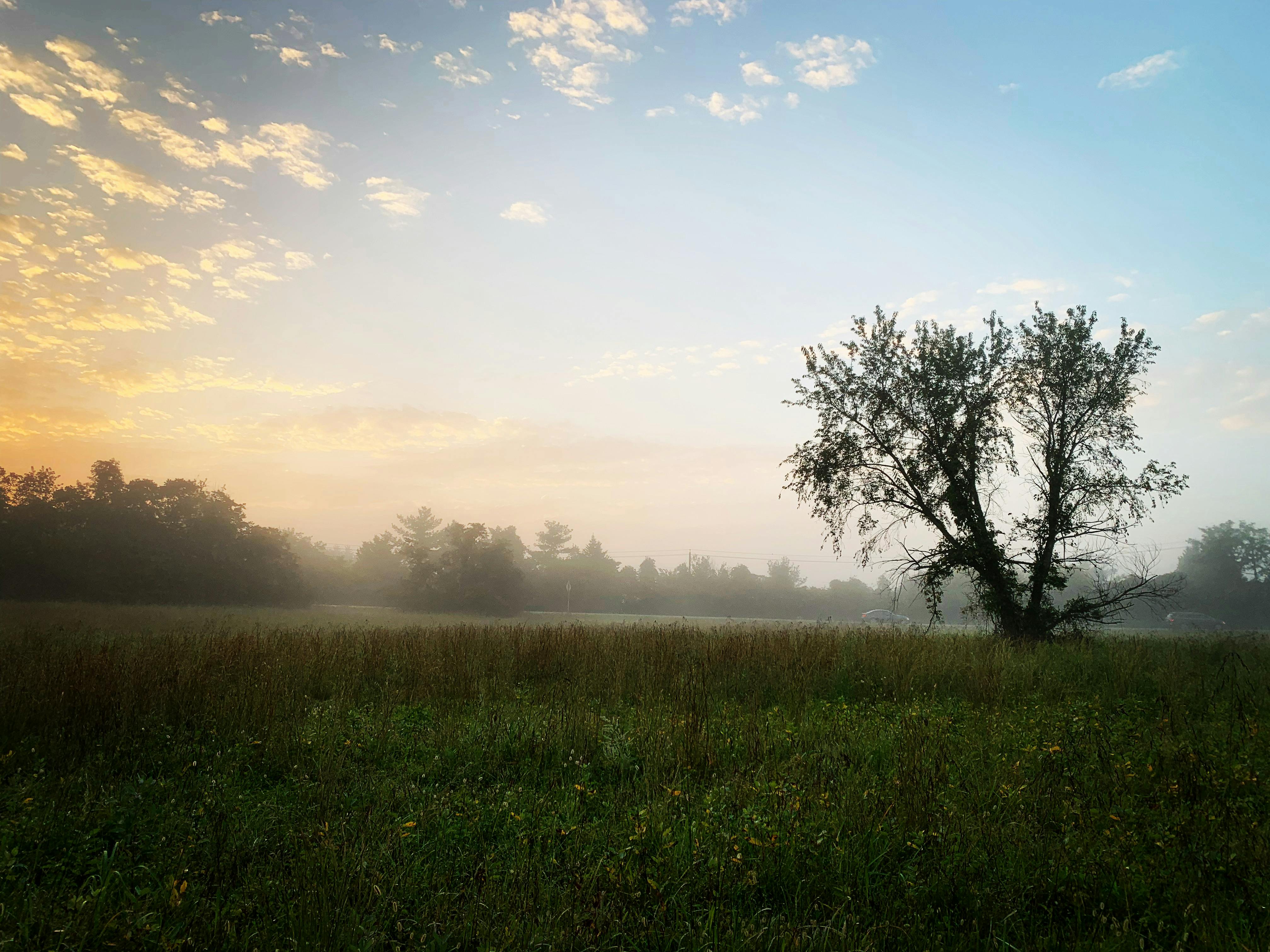 A tree in a field on a misty morning at sunrise.