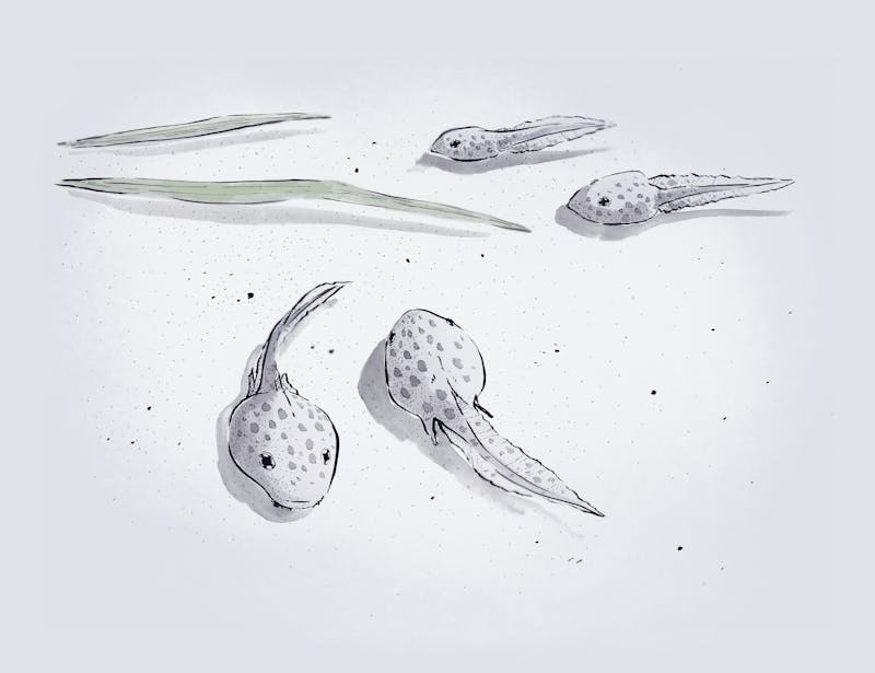Tadpoles!
