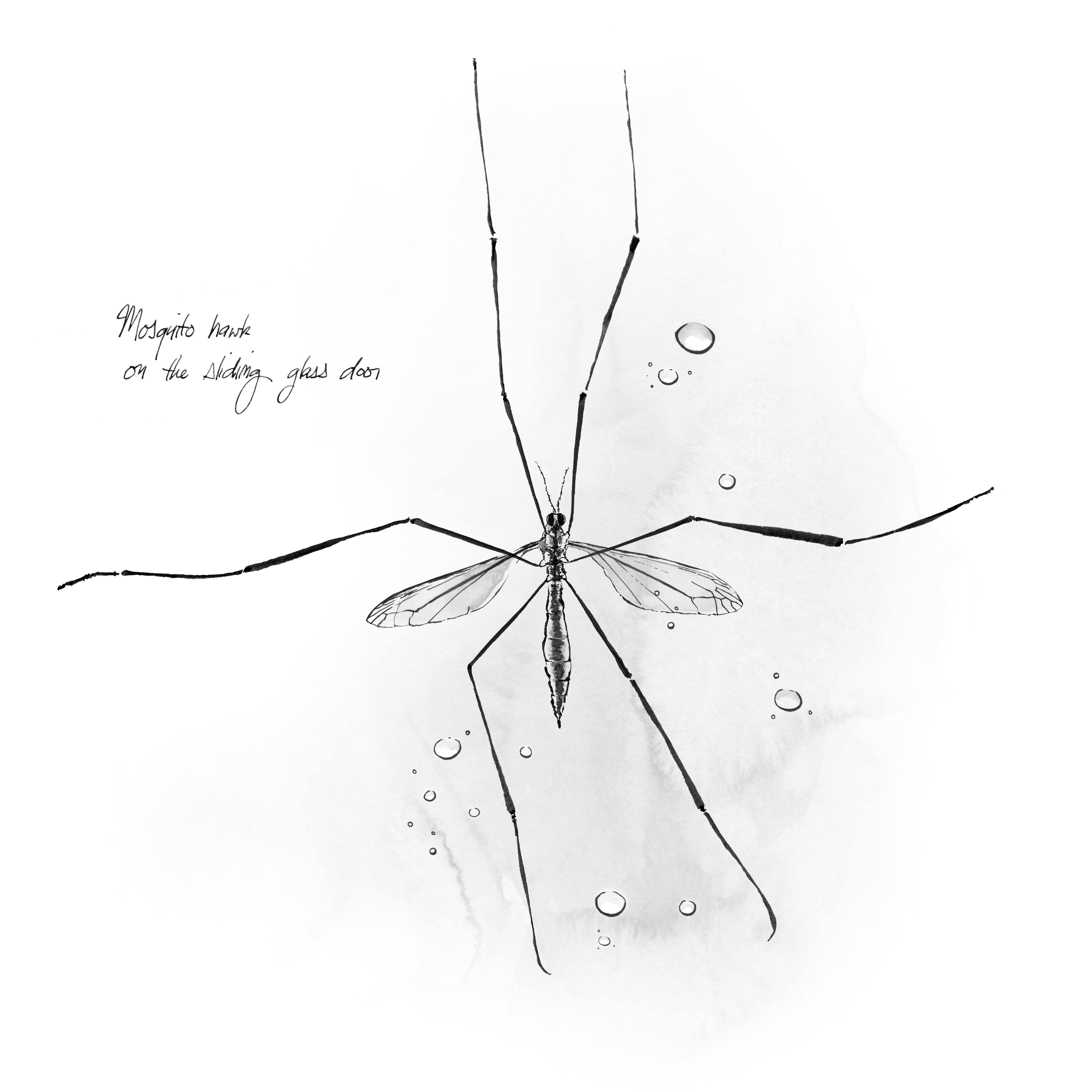 Mosquito hawk