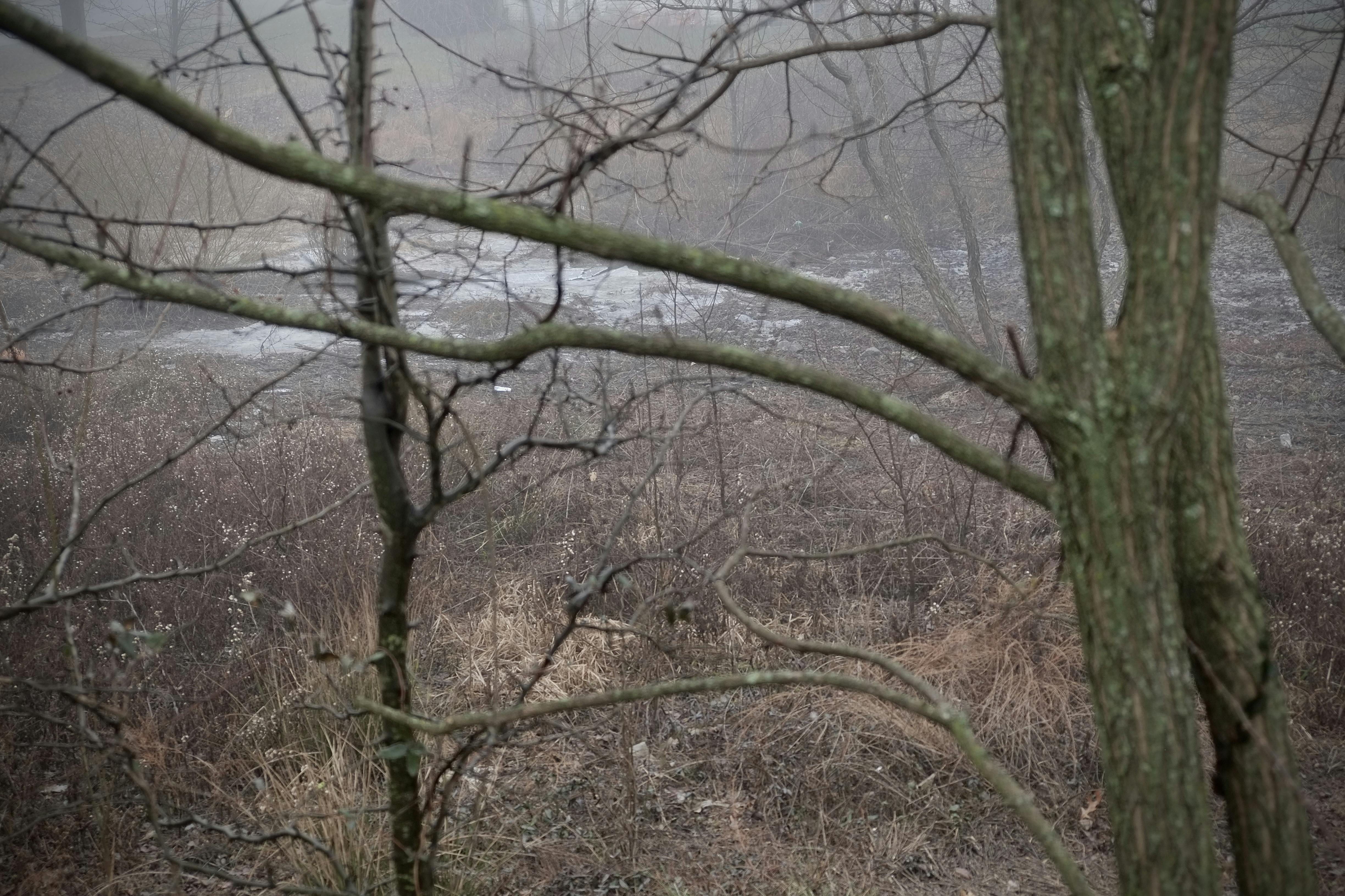 Tree branches, grass, and ice in a dense fog