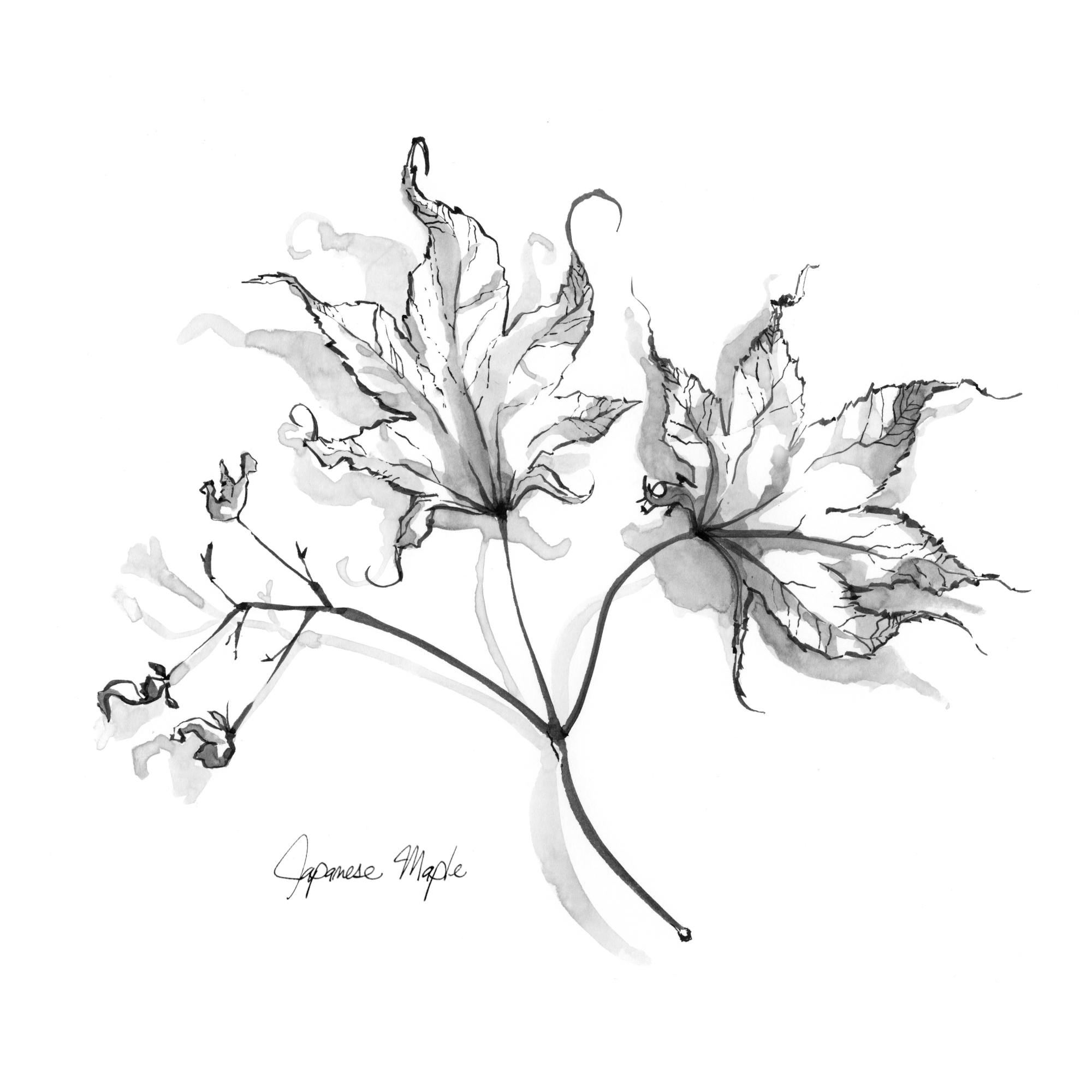 Japanese Maple