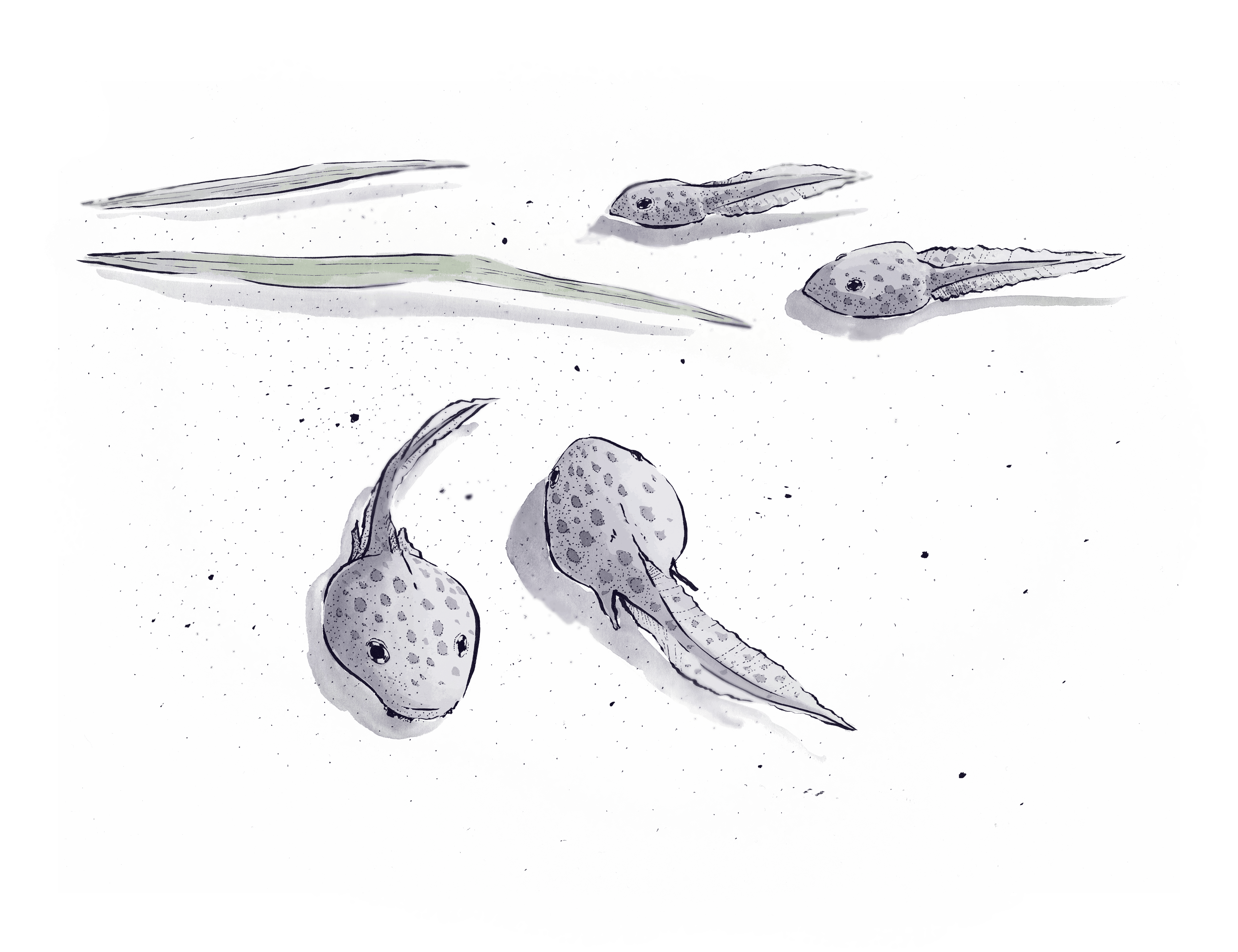Ink wash drawing of tadpoles
