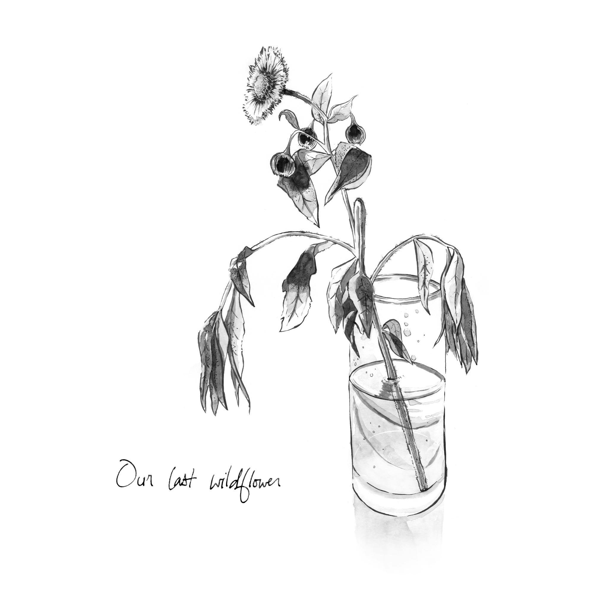 Our last wildflower