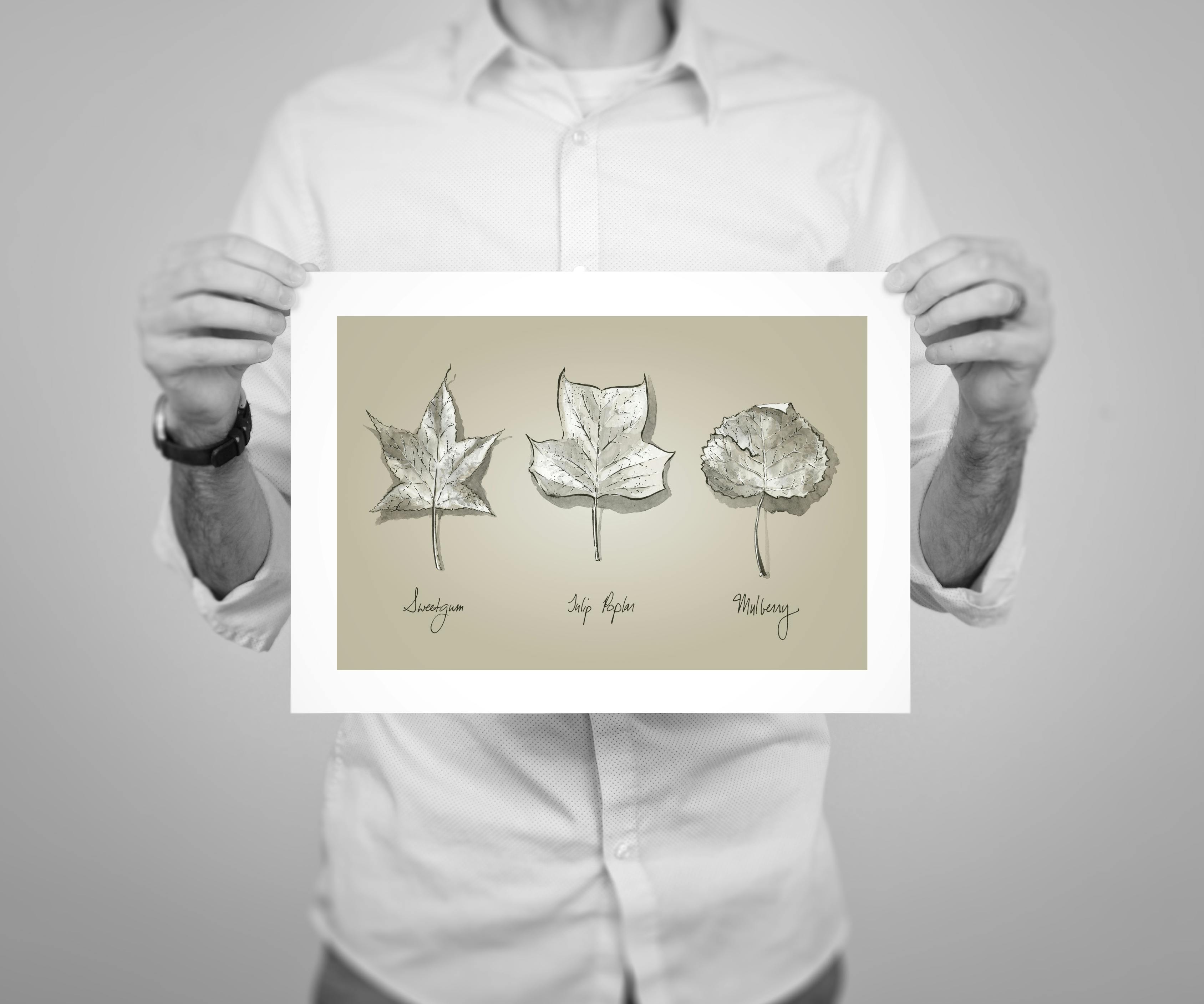 12 x 8” print edition of ‘Leaves’, an ink drawing from the Patapsco series