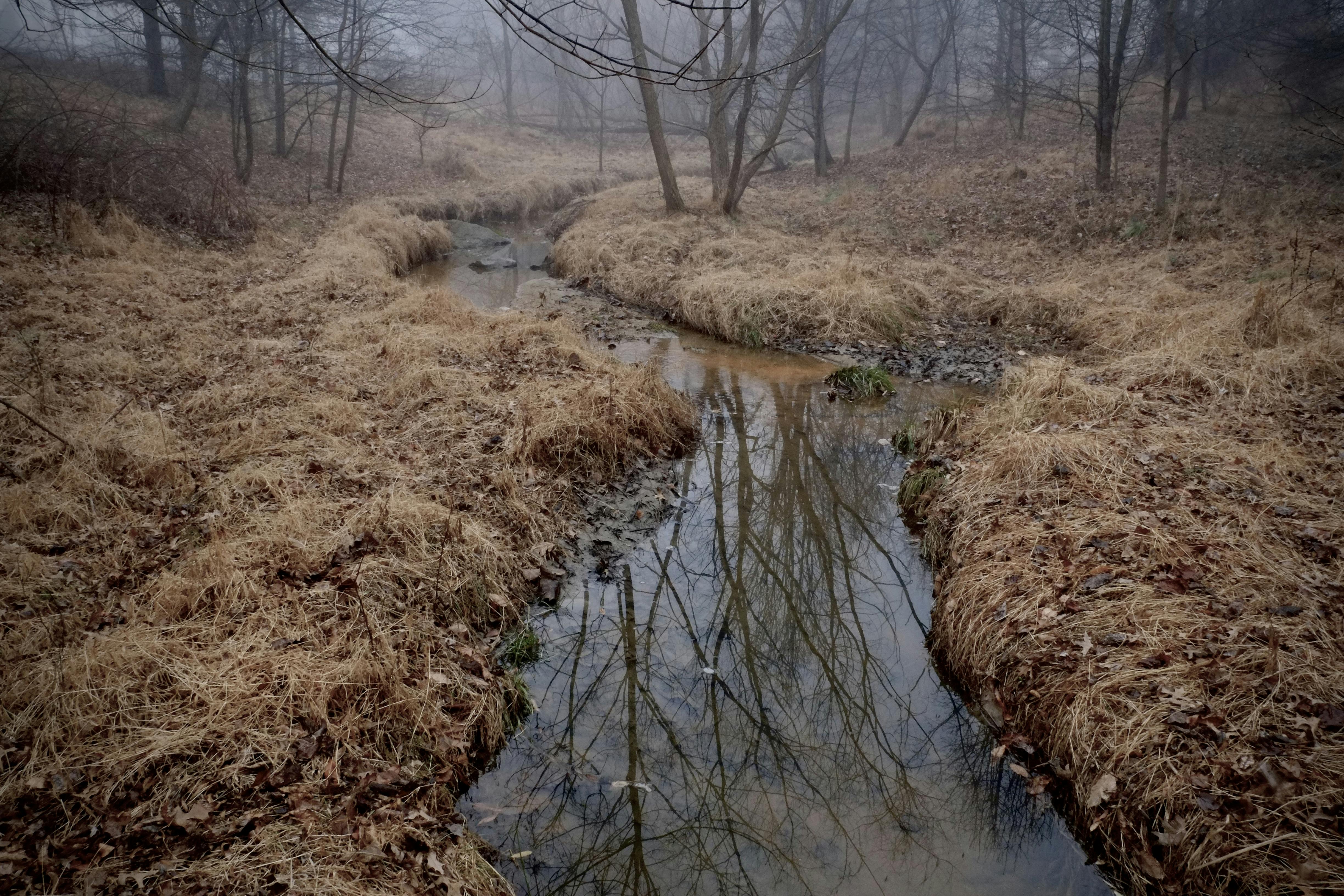 Trees reflected in the surface of a creek surrounded by grass in a dense fog