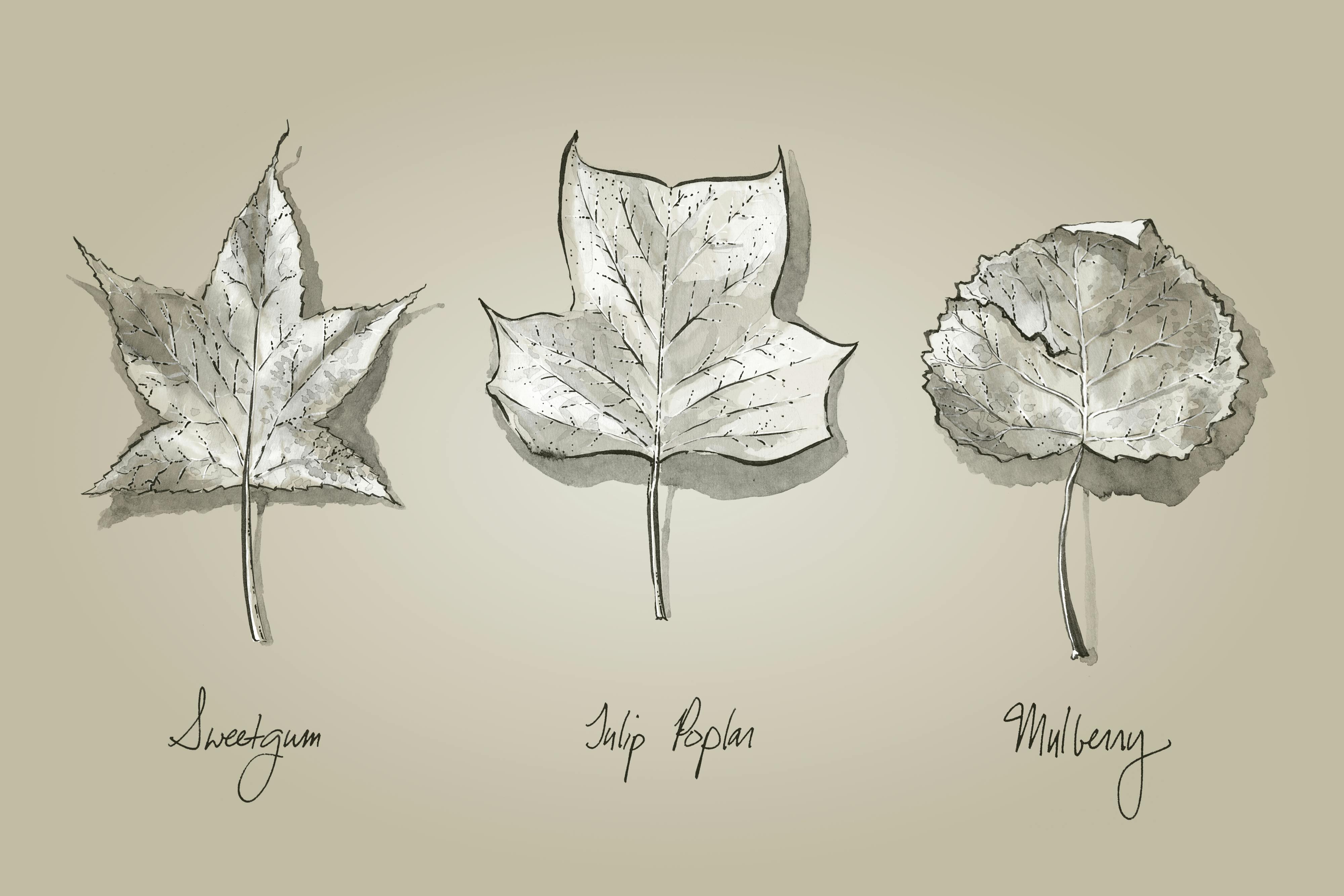 Patapsco: Leaves