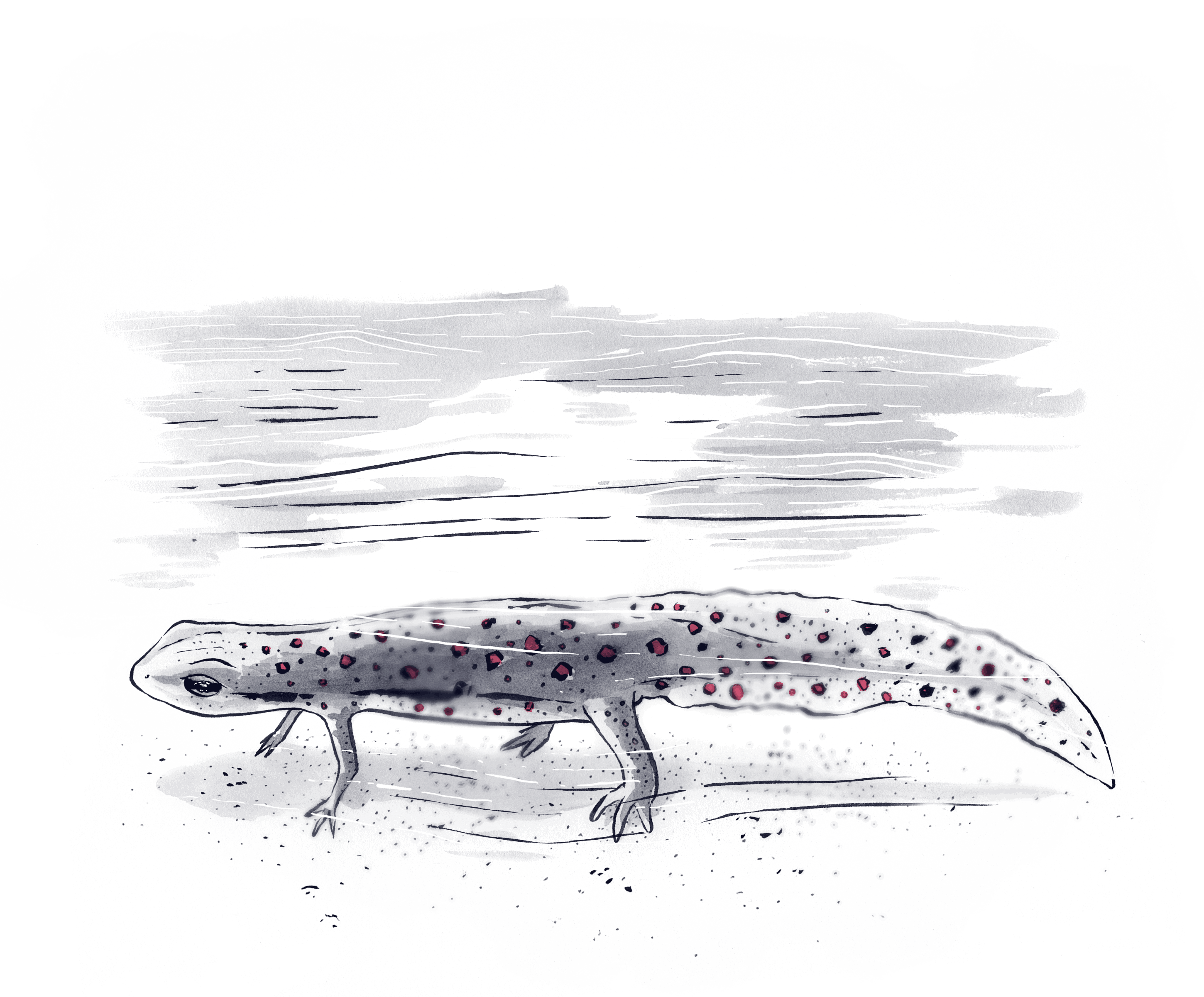 An ink wash drawing of a newt in water, from the Patapsco illustrations series