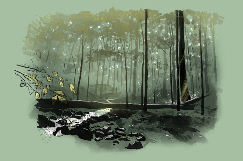 A creek in the woods - Patapsco illustration