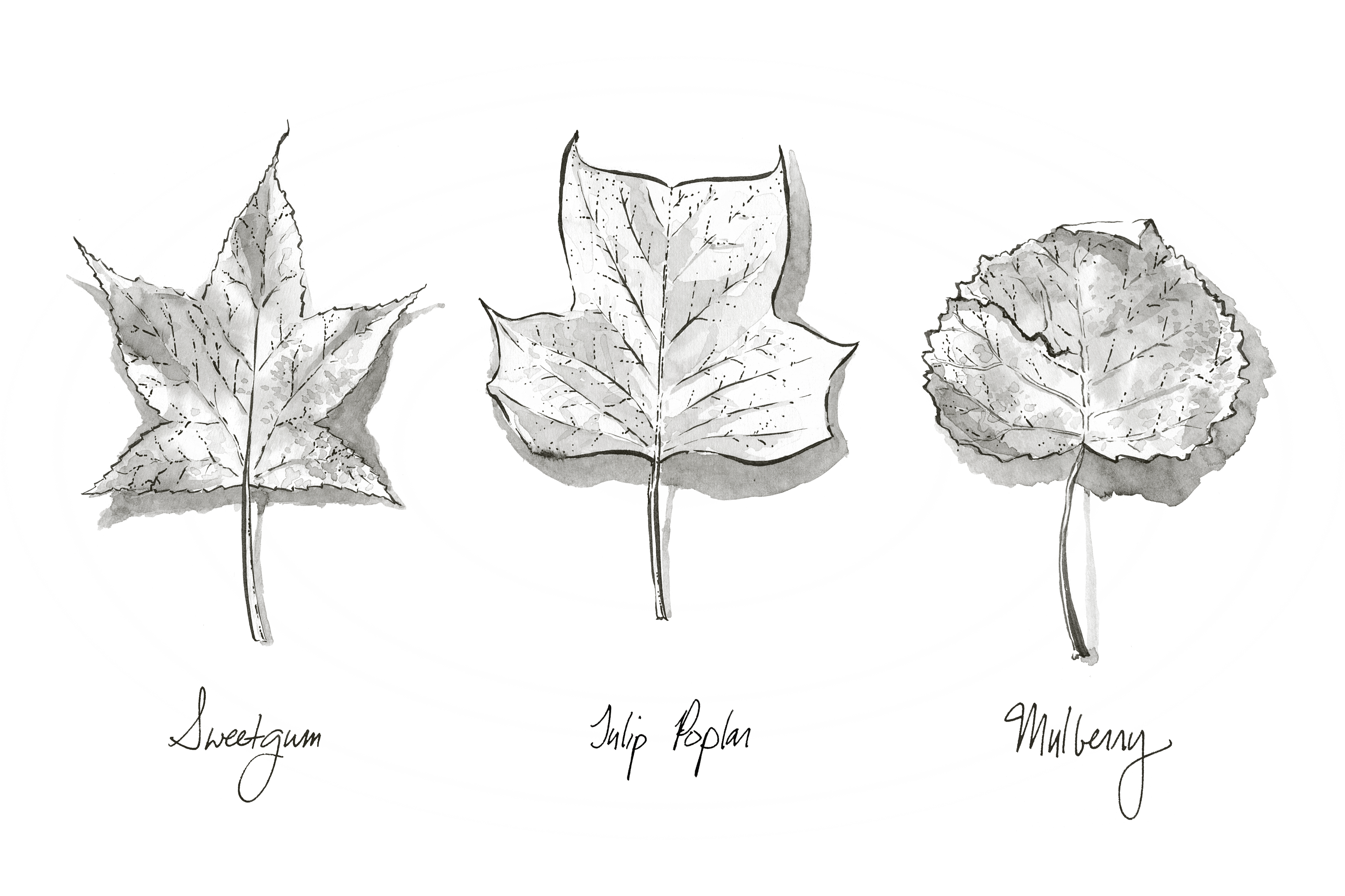 Ink drawing of three tree leaves: Sweetgum, Tulip Poplar, and Mulberry