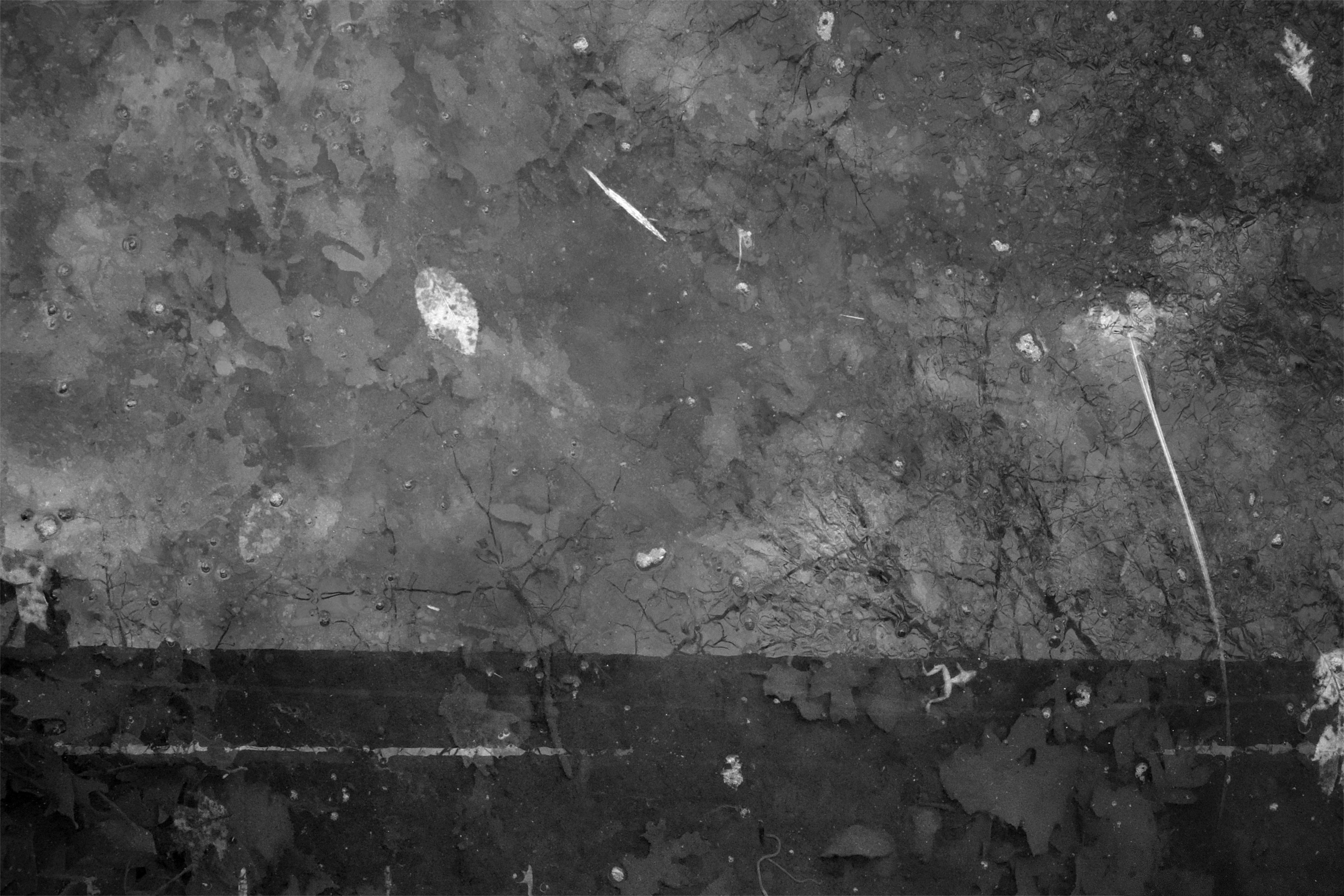 Black and white photo of murky water in a gutter. Leaves and a dead frog are visible on the muddy bottom. Tree branches and clouds are reflected on the water's surface.