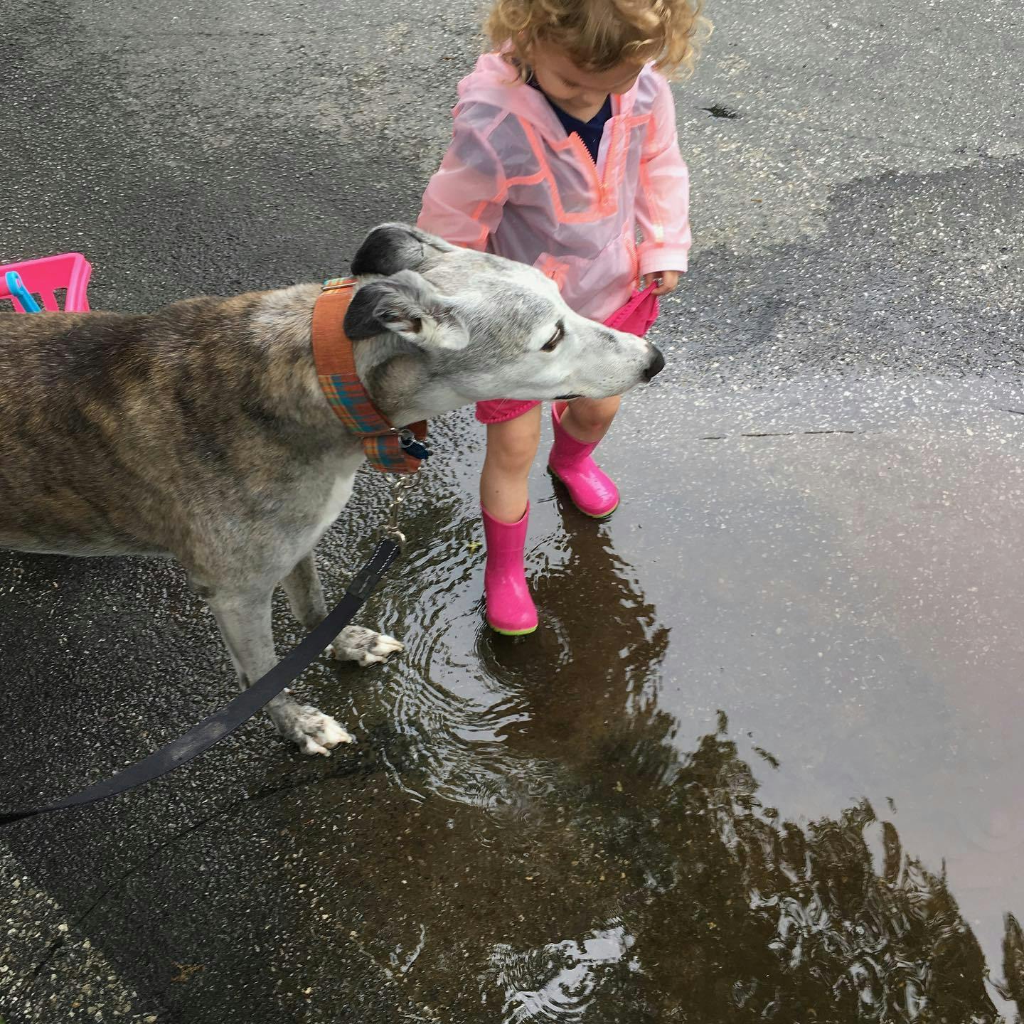 Kepler, standing in the driveway with my daughter Evelyn when she was about 3. It's a rainy day and Evelyn is splashing in the puddles nearby.