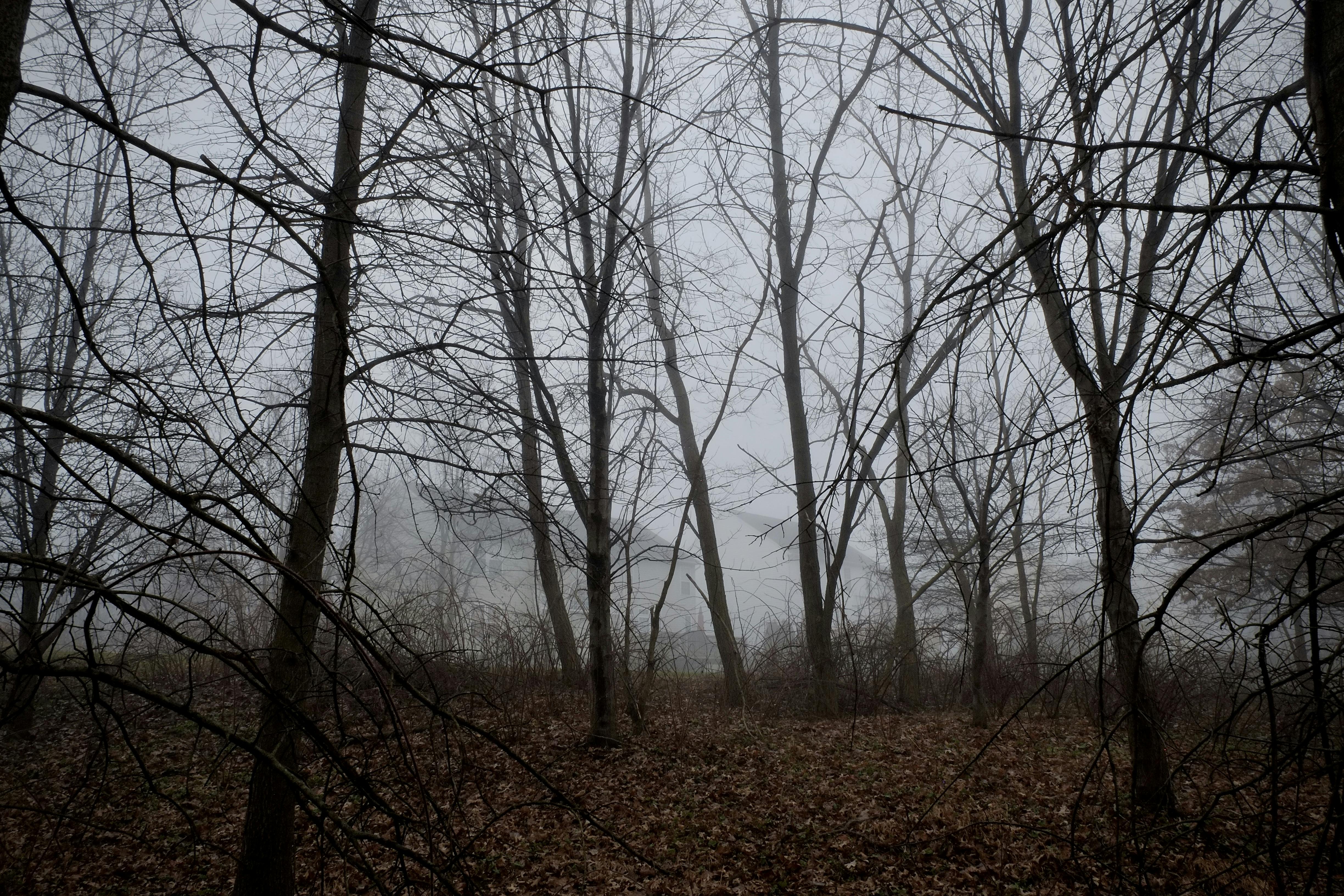 Faint houses in a dense fog beyond silhouetted trees in the foreground