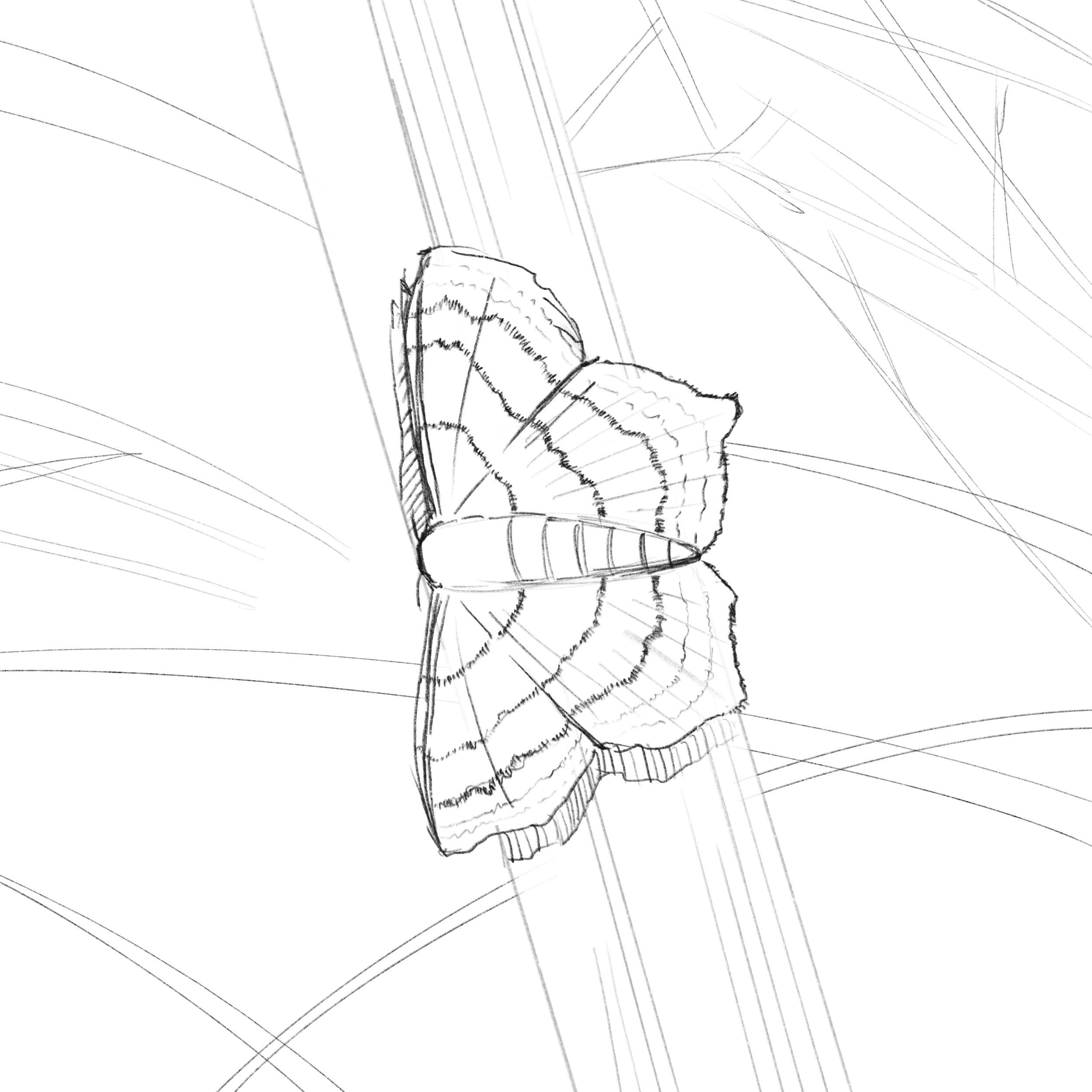 A pencil sketch of a moth, perched on a grass blade