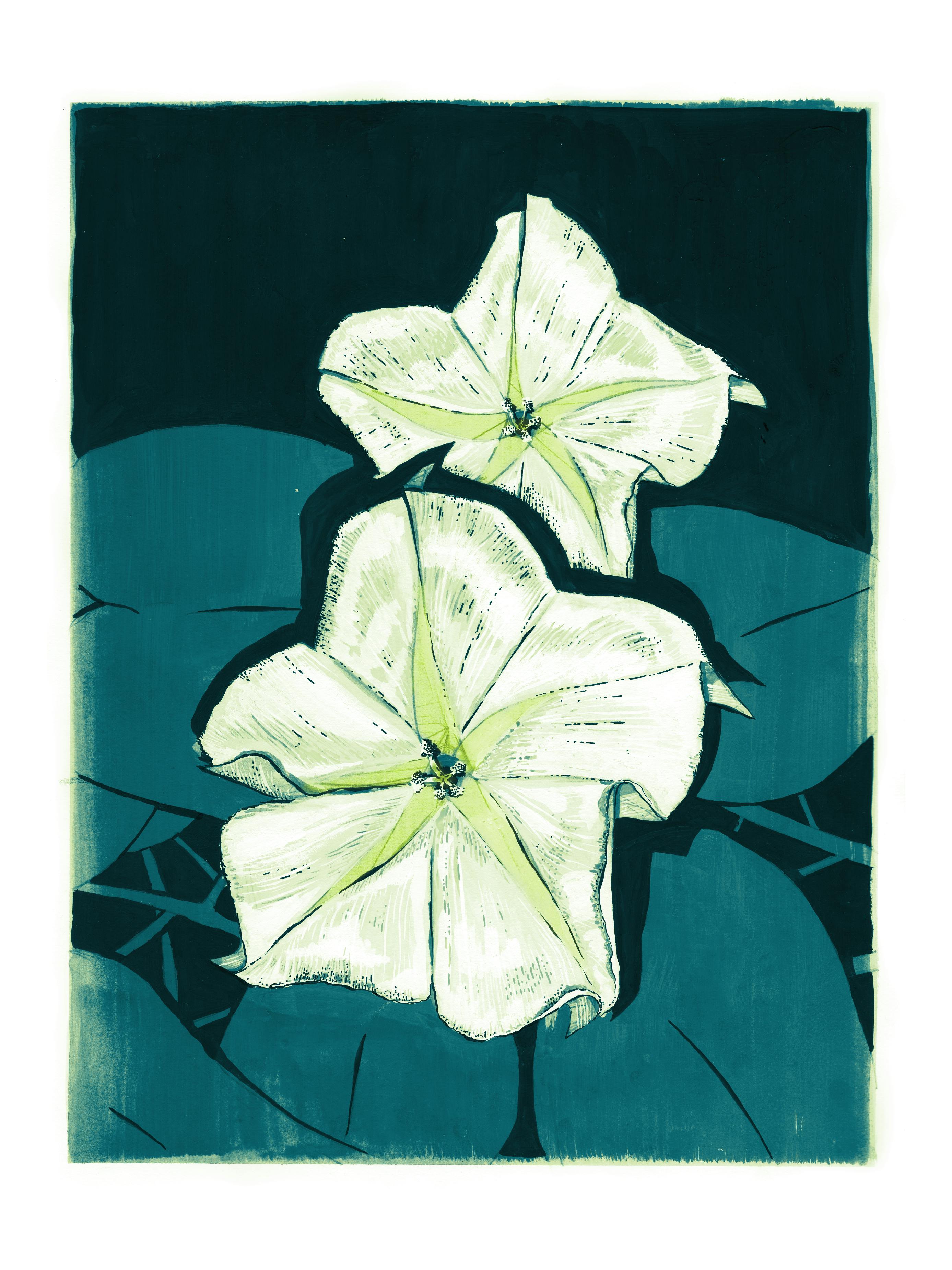 A digitally-toned version of the moonflower drawing