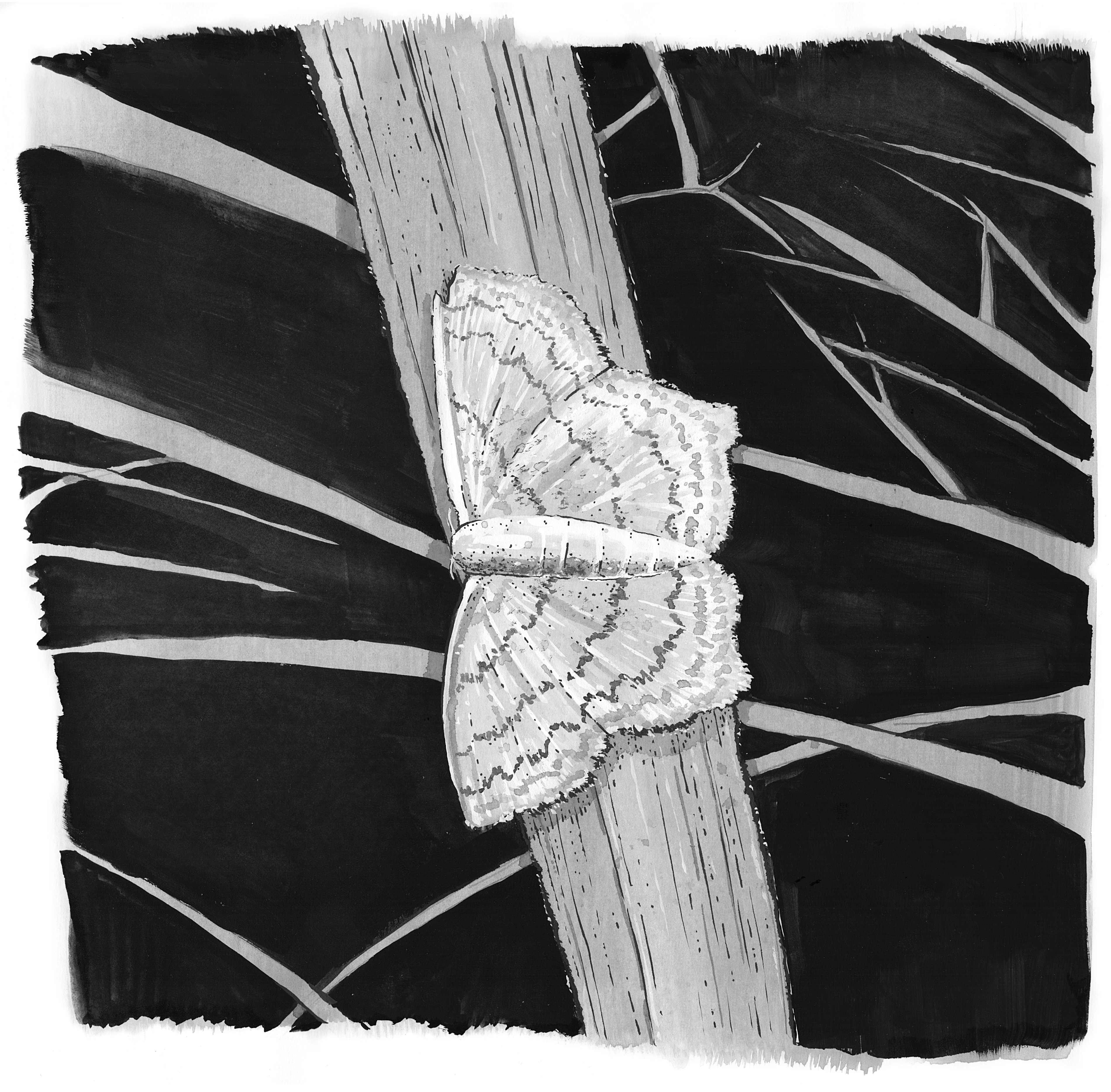 The scanned moth drawing, in grayscale