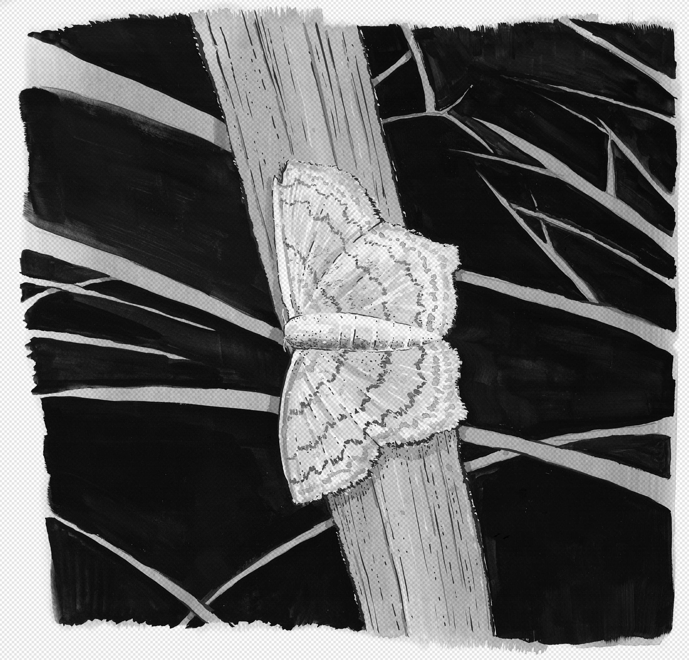 A transparent mask taken from my moth drawing