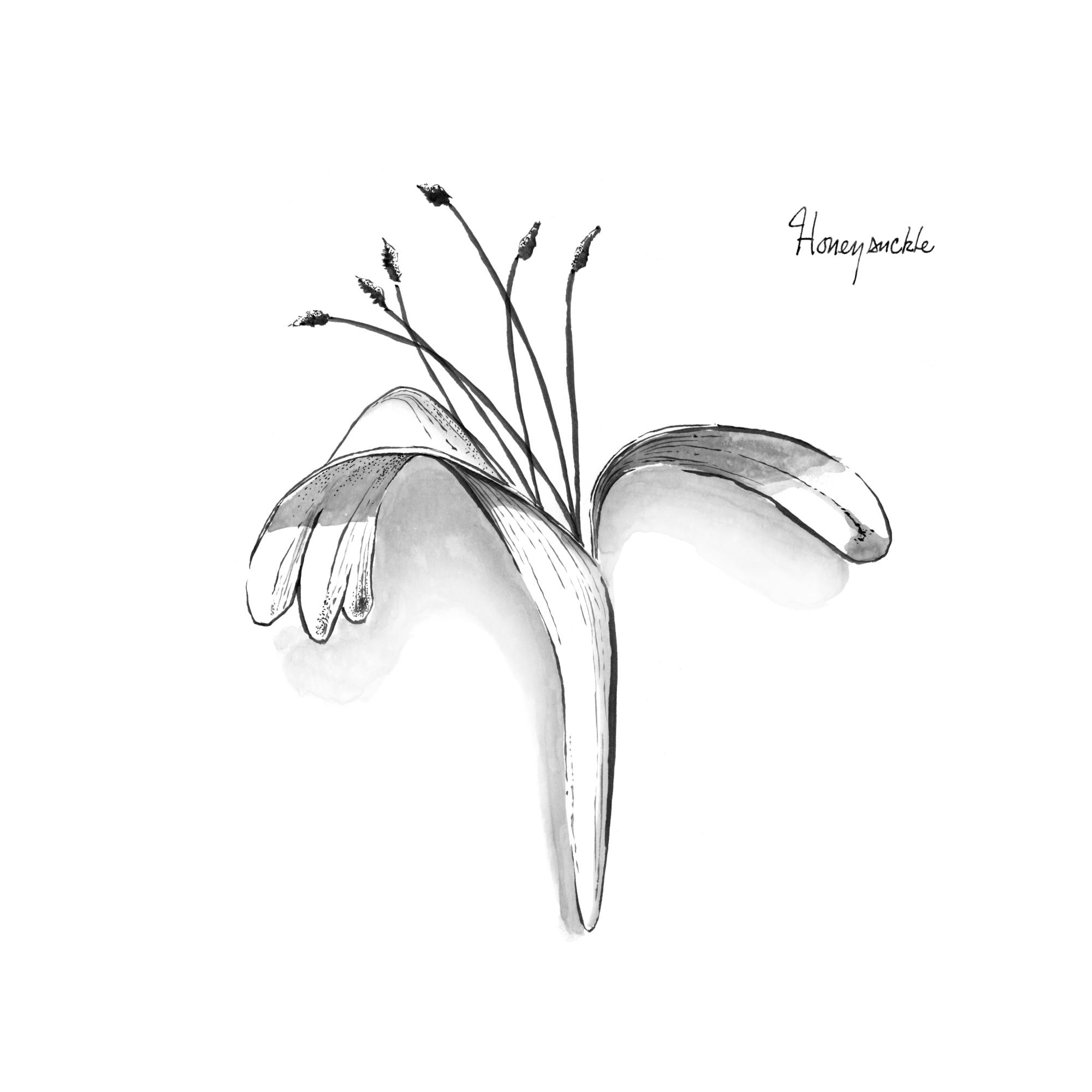 Honeysuckle