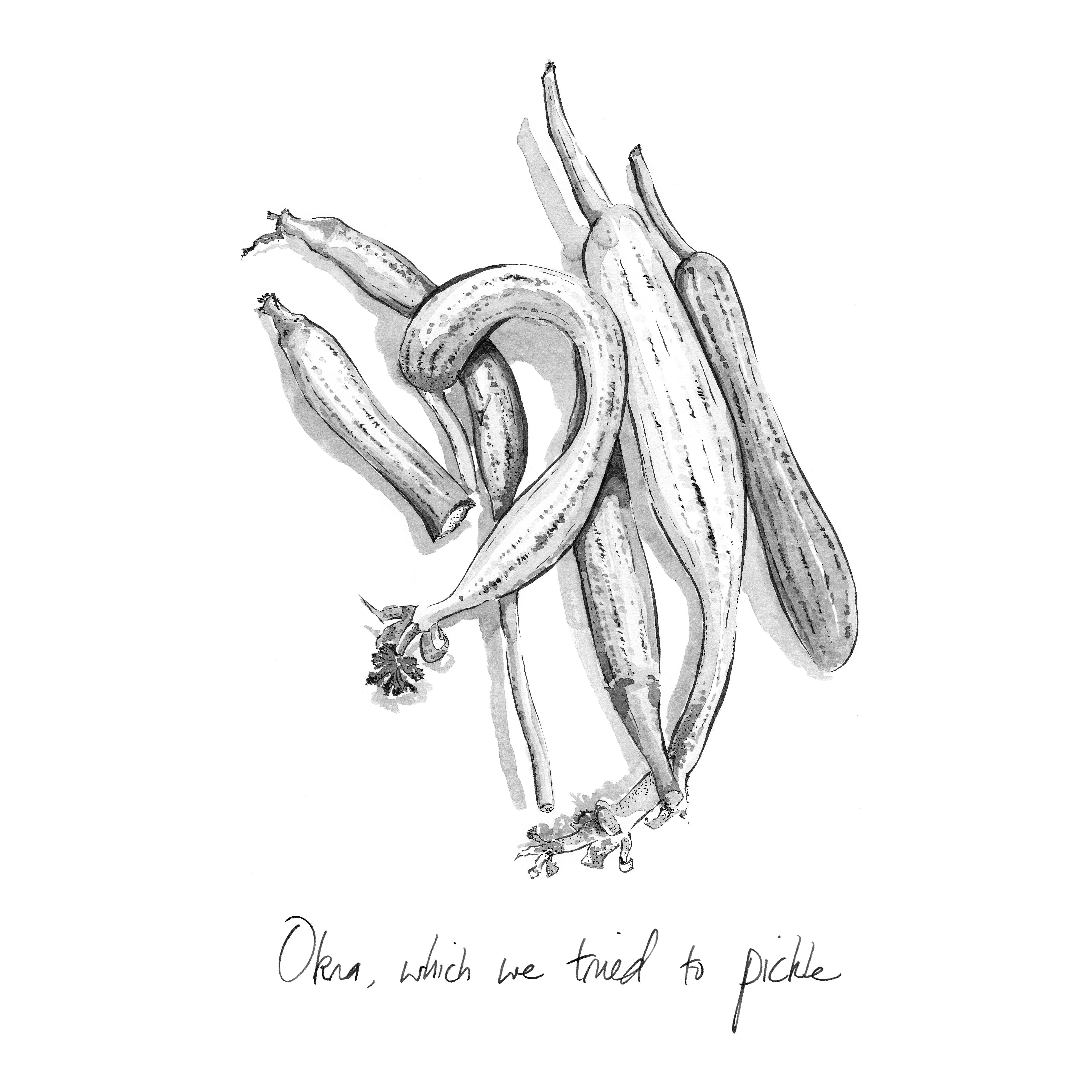 An ink drawing of okra, laying in a pile on a white ground. The caption reads "Okra, which we tried to pickle."