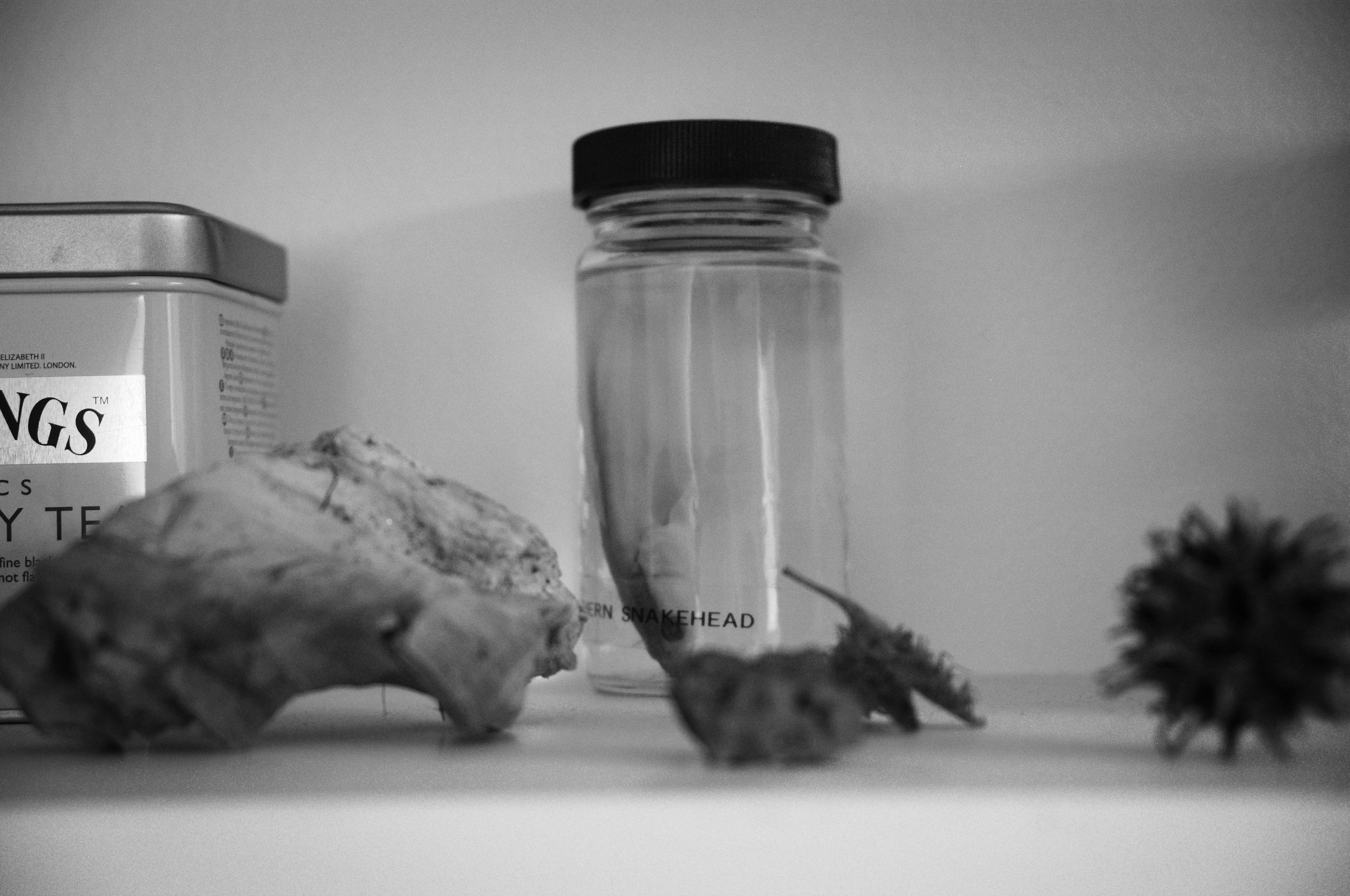 My Shelf of Interesting Things, with various seeds, pieces of wood, rocks, and a specimen of a juvenile Northern Snakehead fish.
