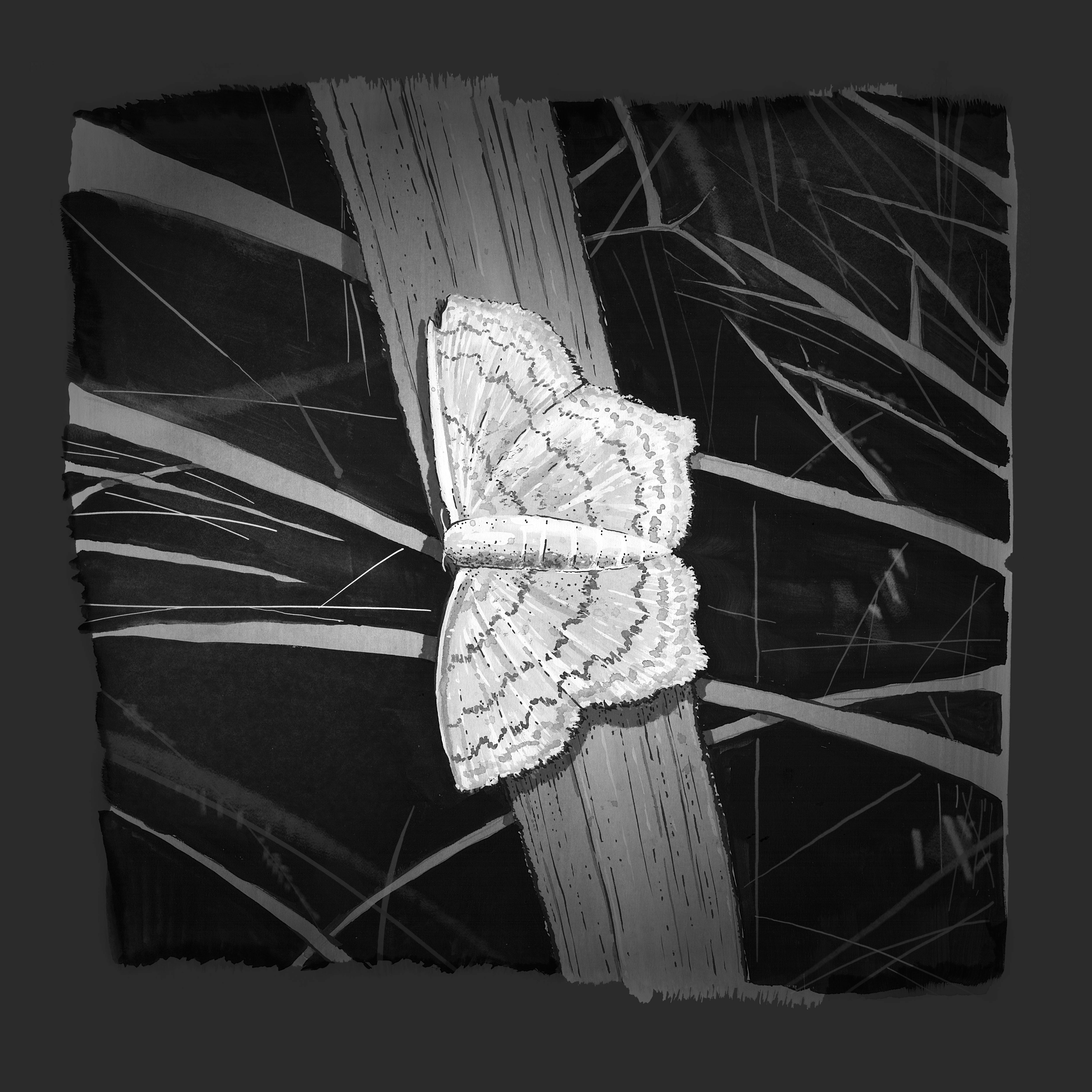 My moth drawing, with more details added to the background