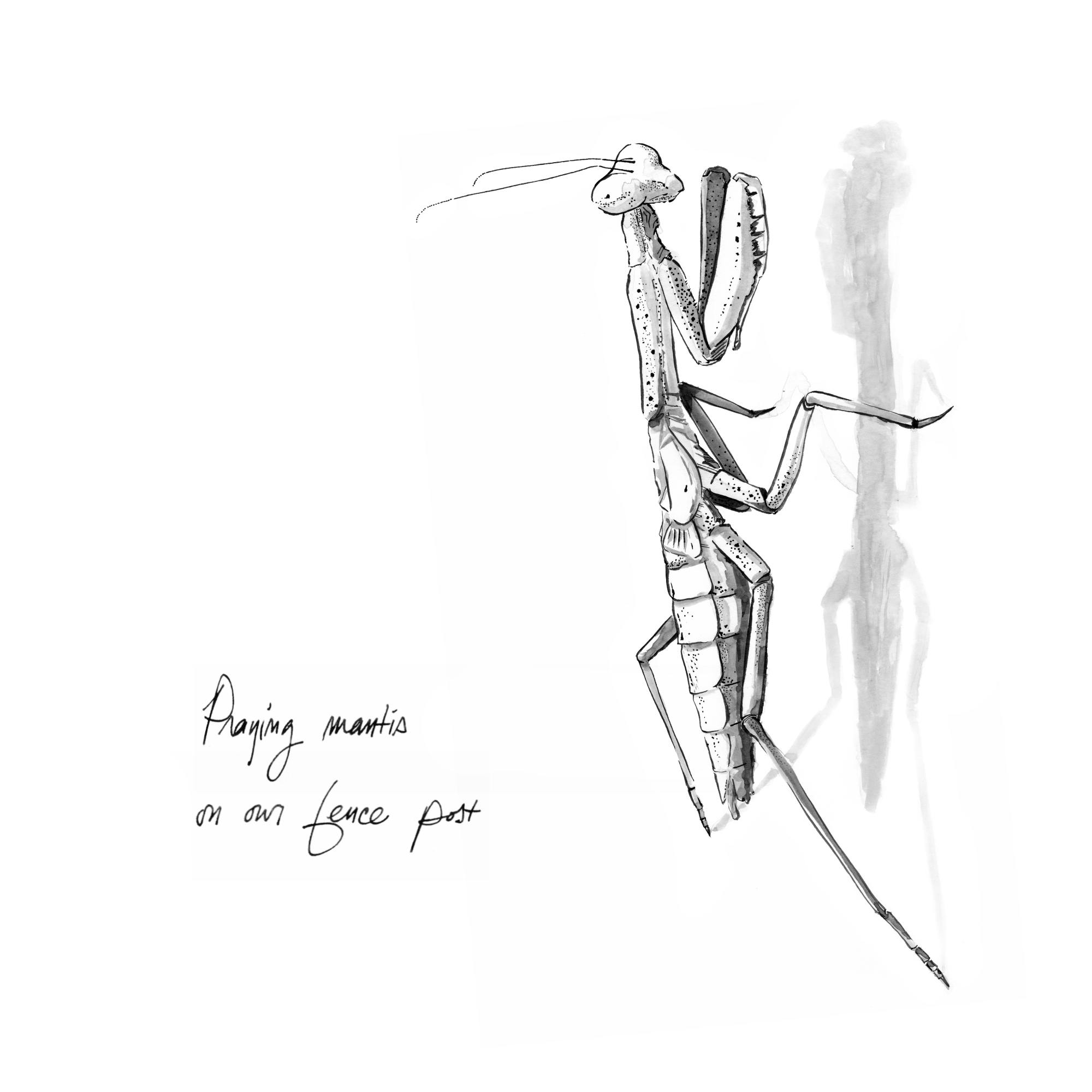 Praying mantis