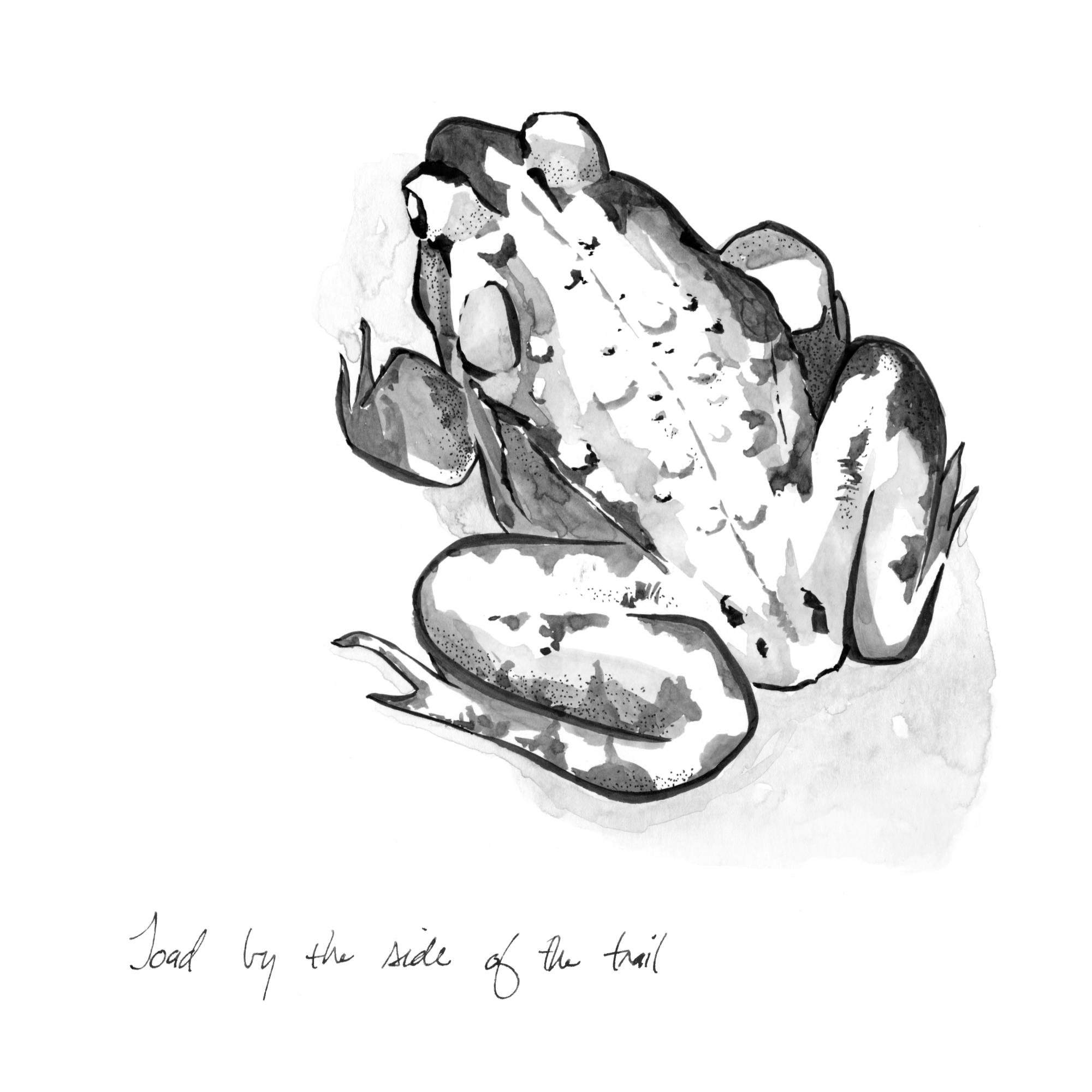 Toad by the side of the trail