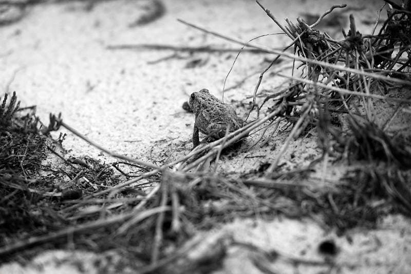 A toad on Asateague island