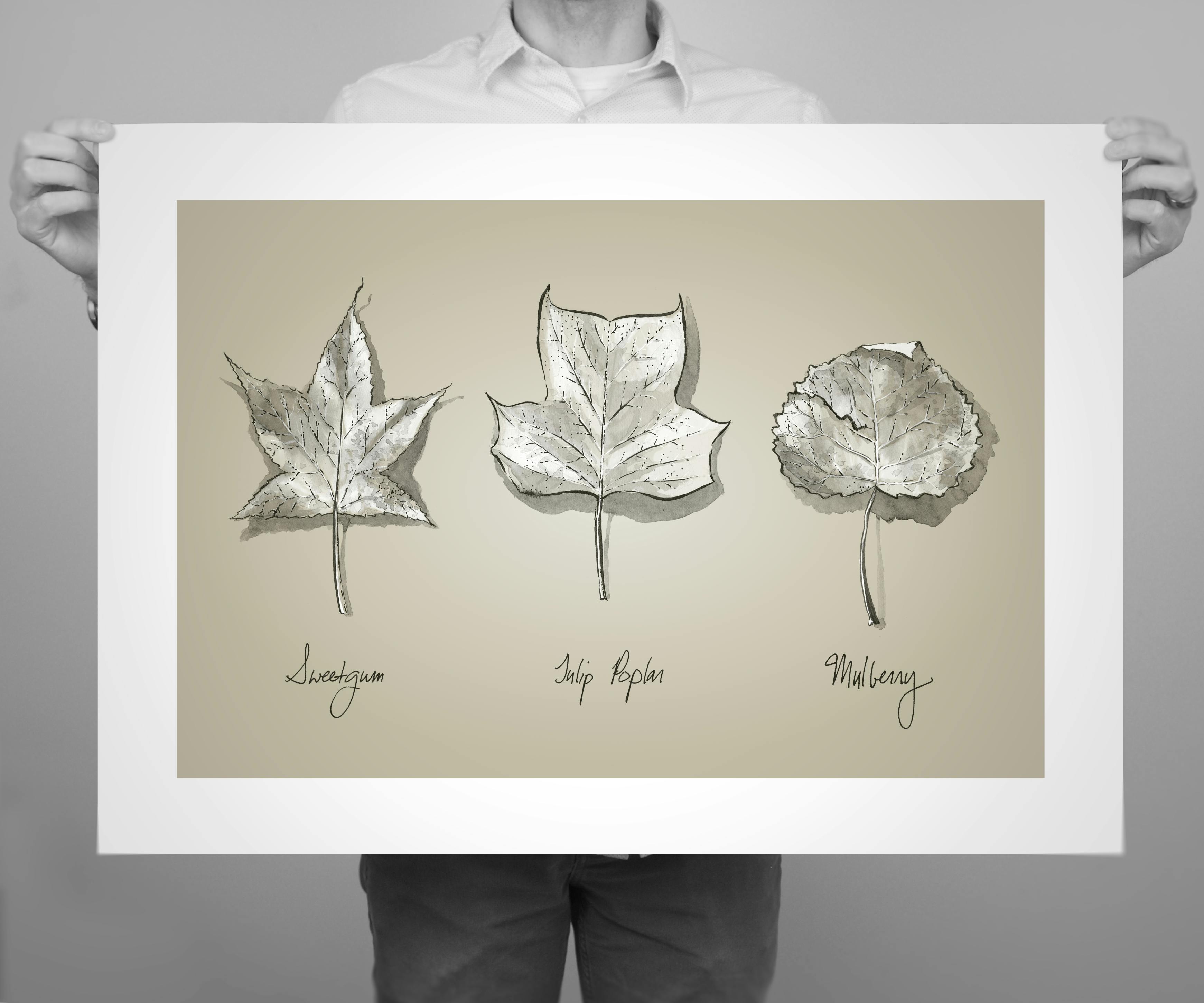 24 x 16” print edition of ‘Leaves’, an ink drawing from the Patapsco series