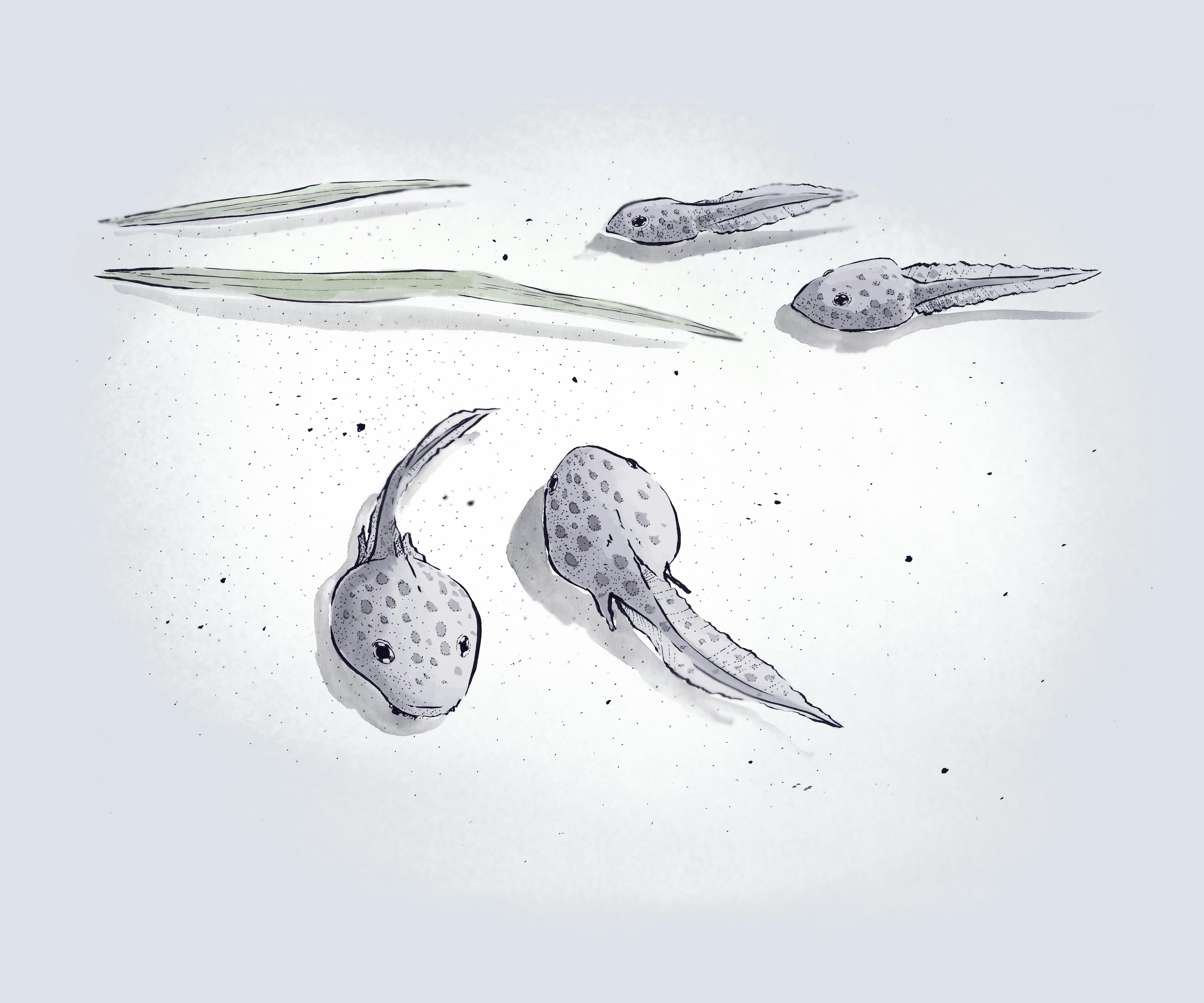 Ink drawing of tadpoles. A few float near the bottom of a creek. Water-grass leaves float nearby.