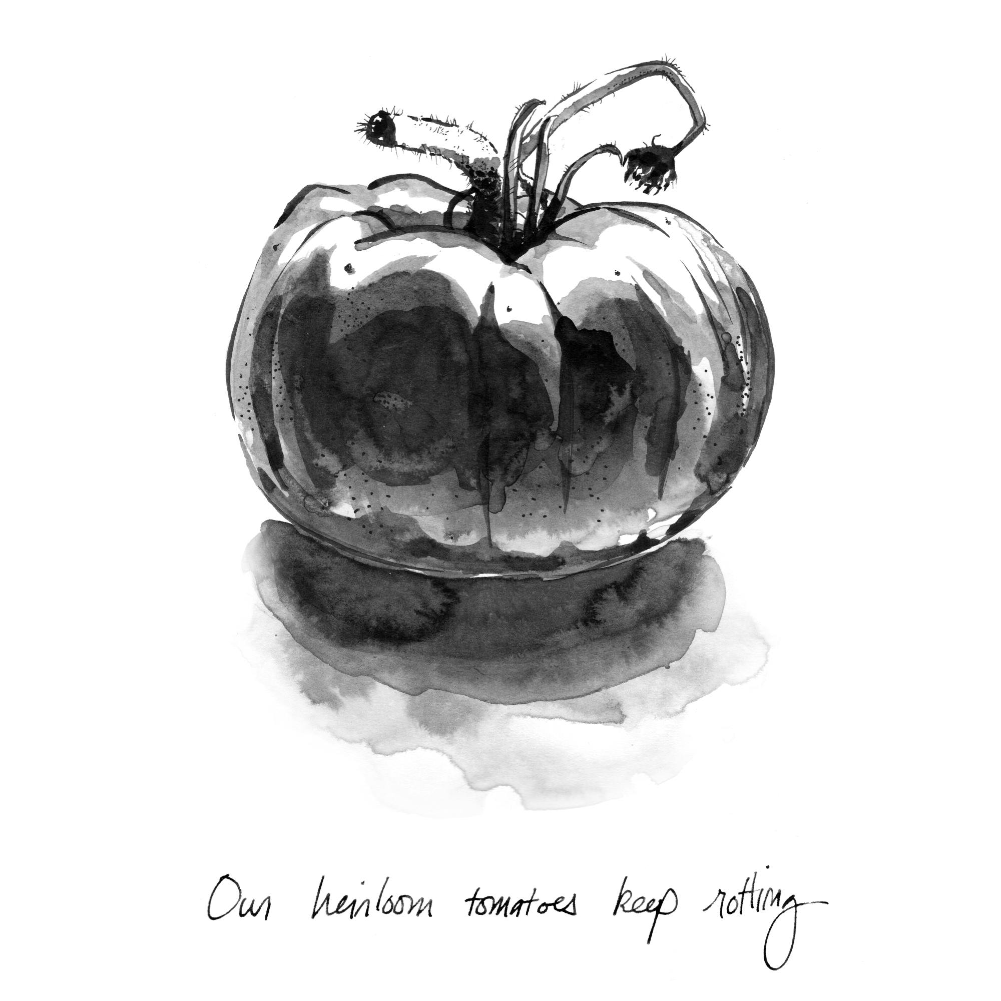 Tomato