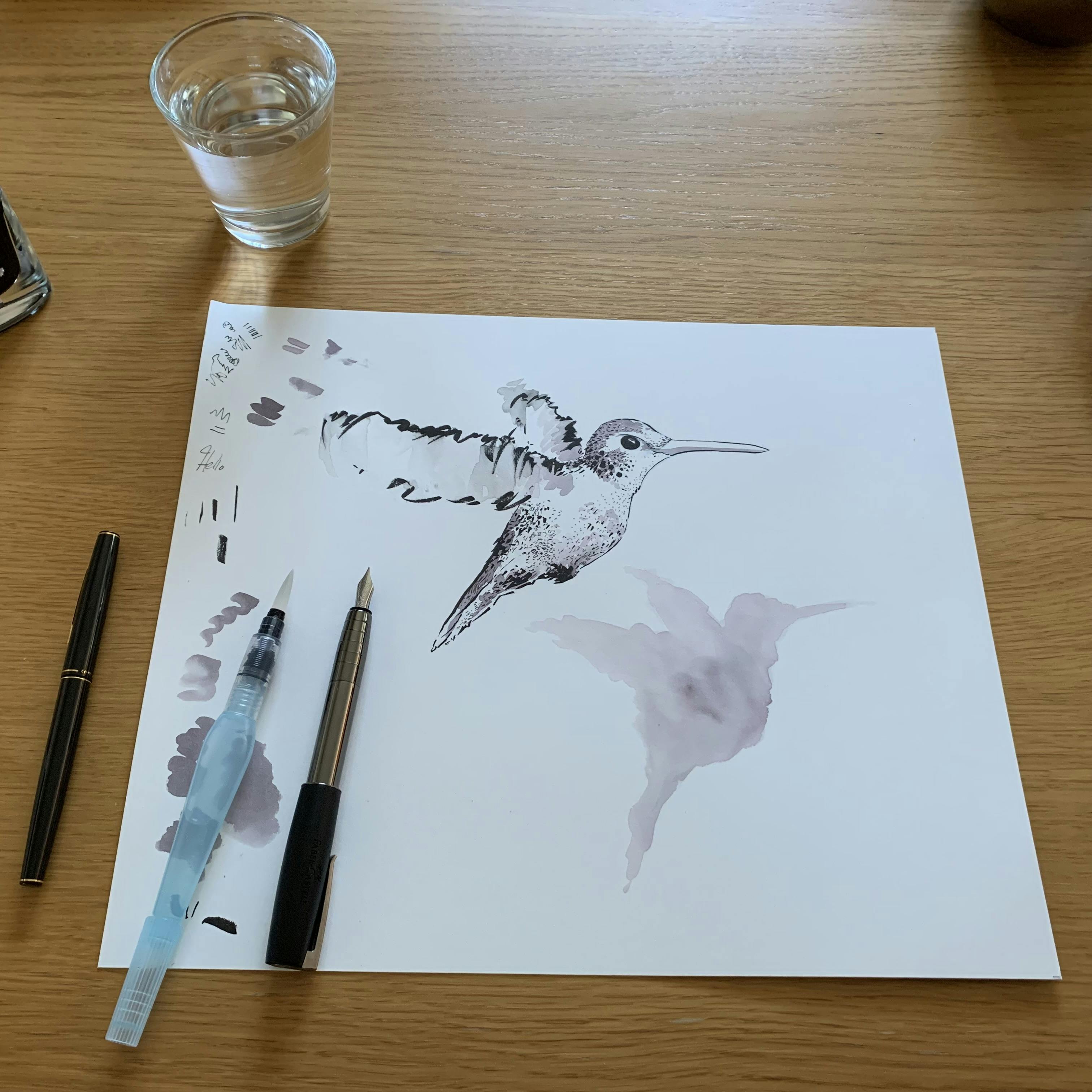 Hummingbird ink wash drawing