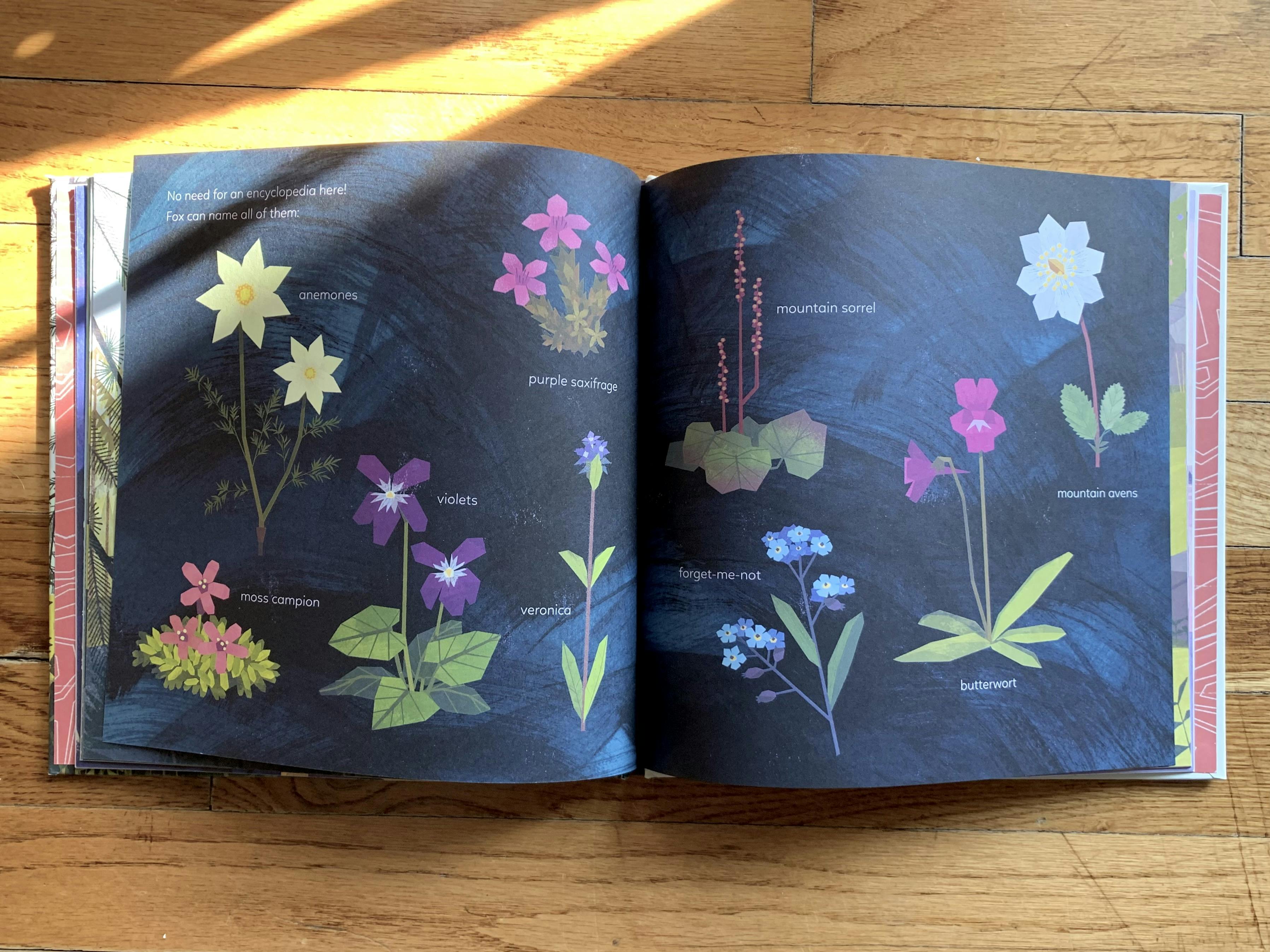 An inside spread of my copy of ‘The Golden Glow’ illustrating some of Fox’s favorite local flowers, including anemones, purple saxifrage, and mountain sorrel.