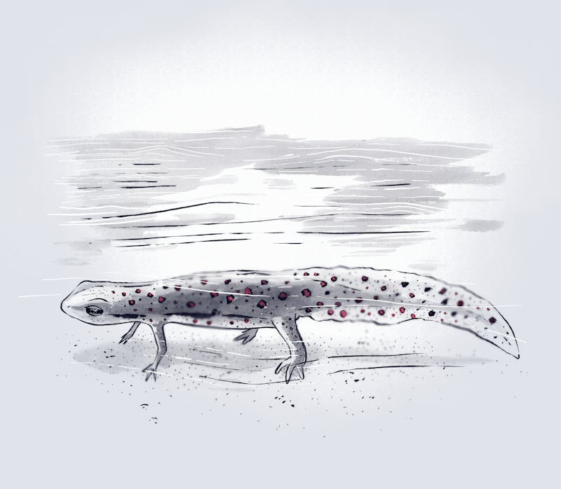A newt!
