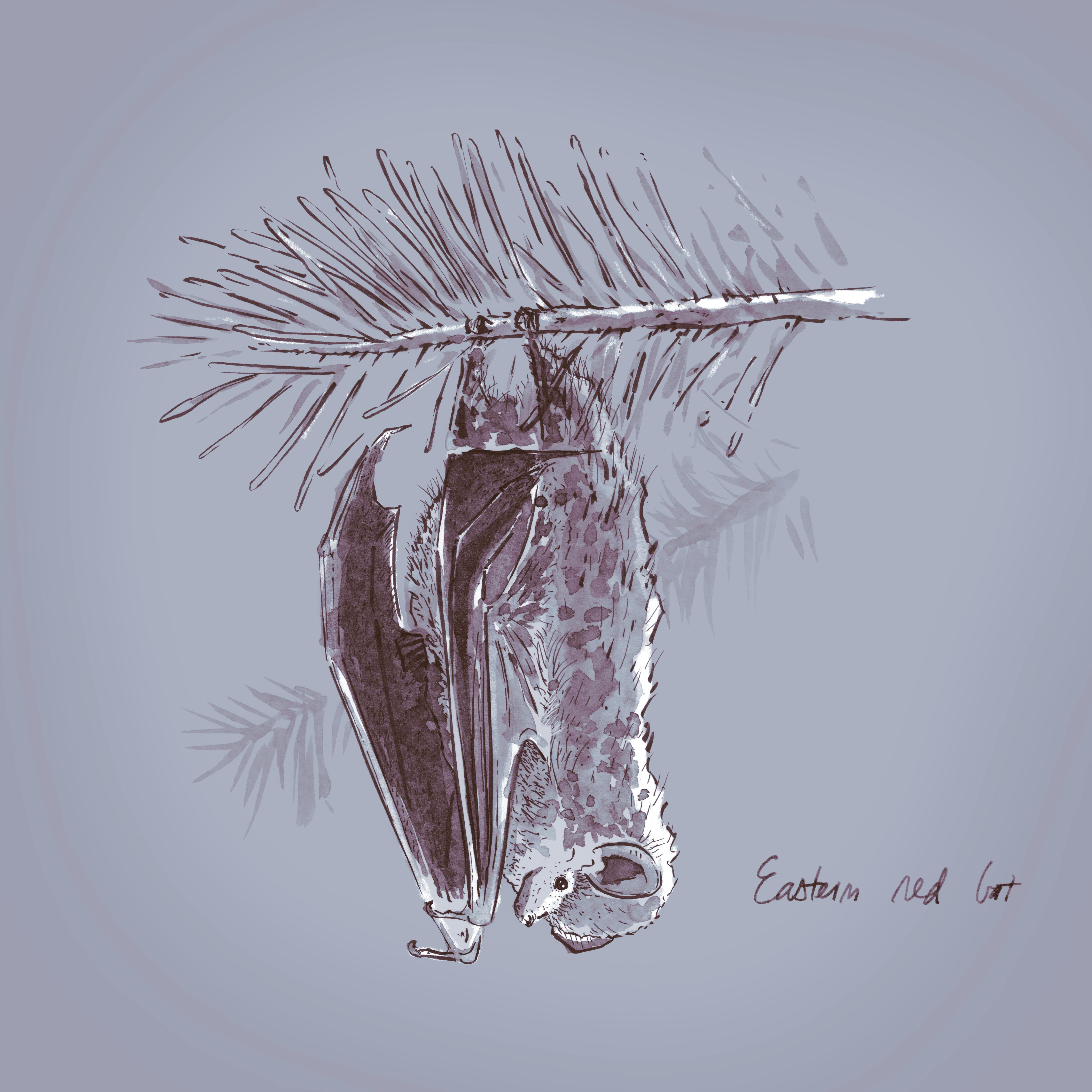 Ink wash drawing: an Eastern Red bat hangs from the branch of a conifer tree.