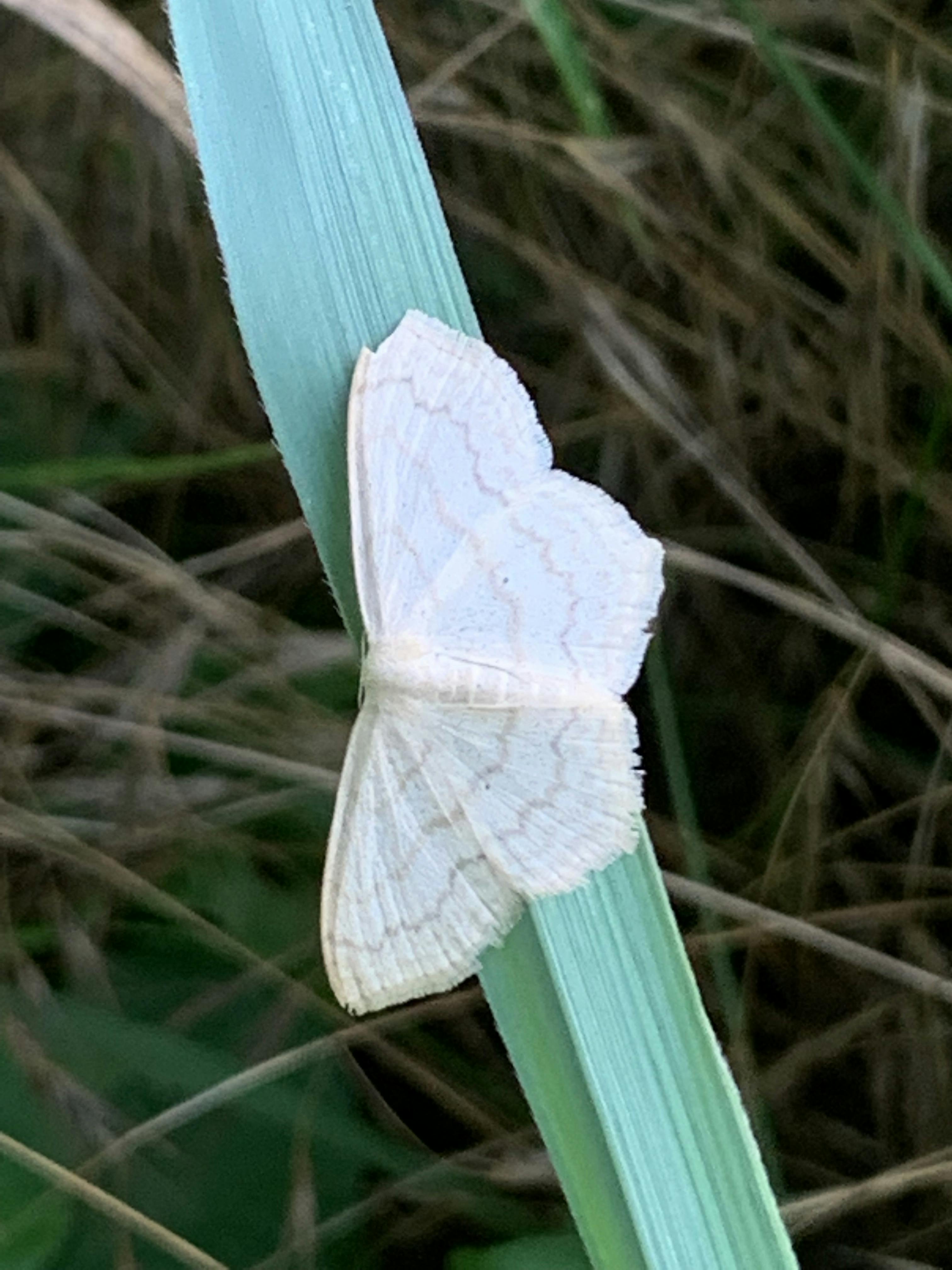 A photo of a moth perched on a grass blade in my back yard.